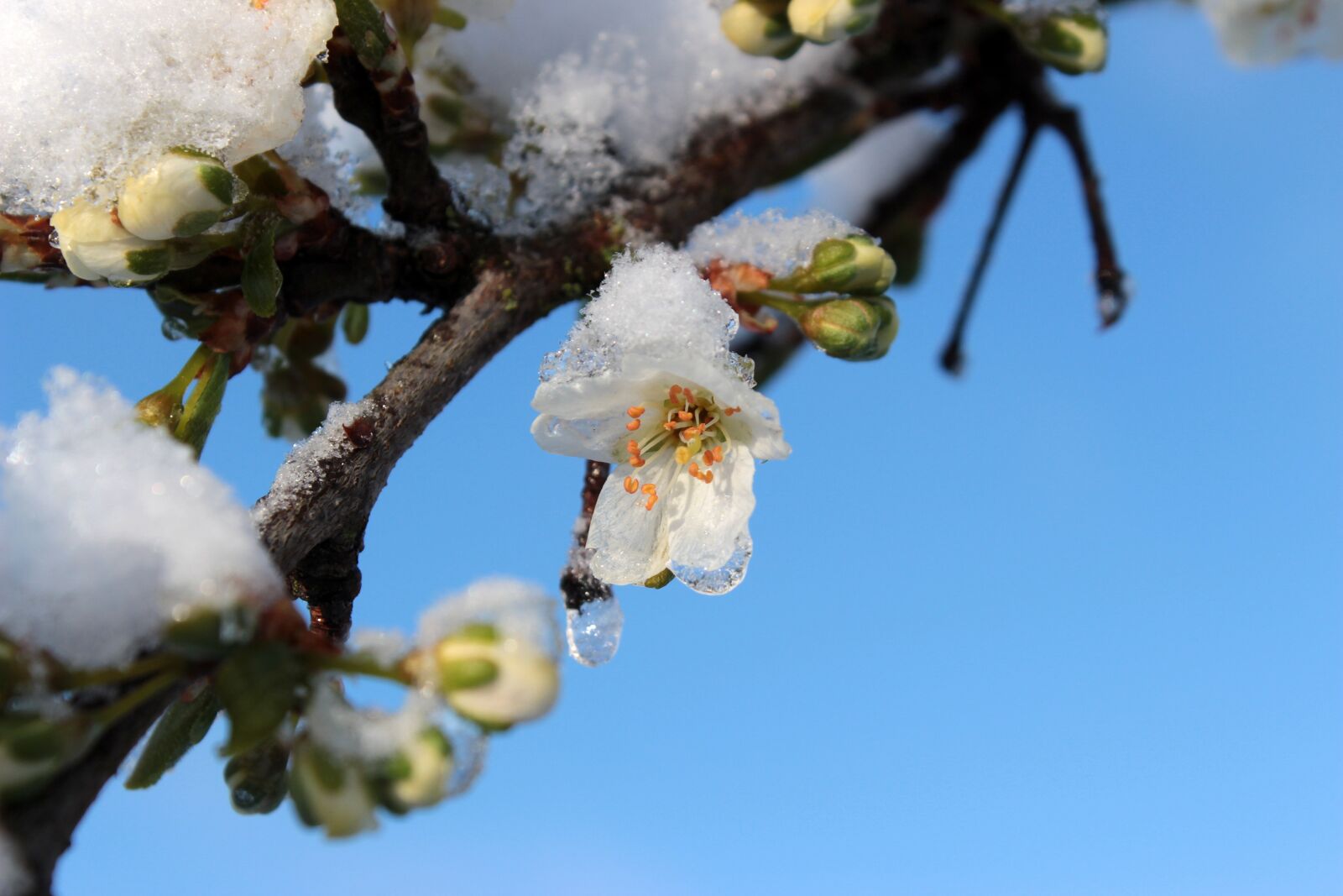 Canon EOS 650D (EOS Rebel T4i / EOS Kiss X6i) sample photo. Plum tree, prunus domestica photography