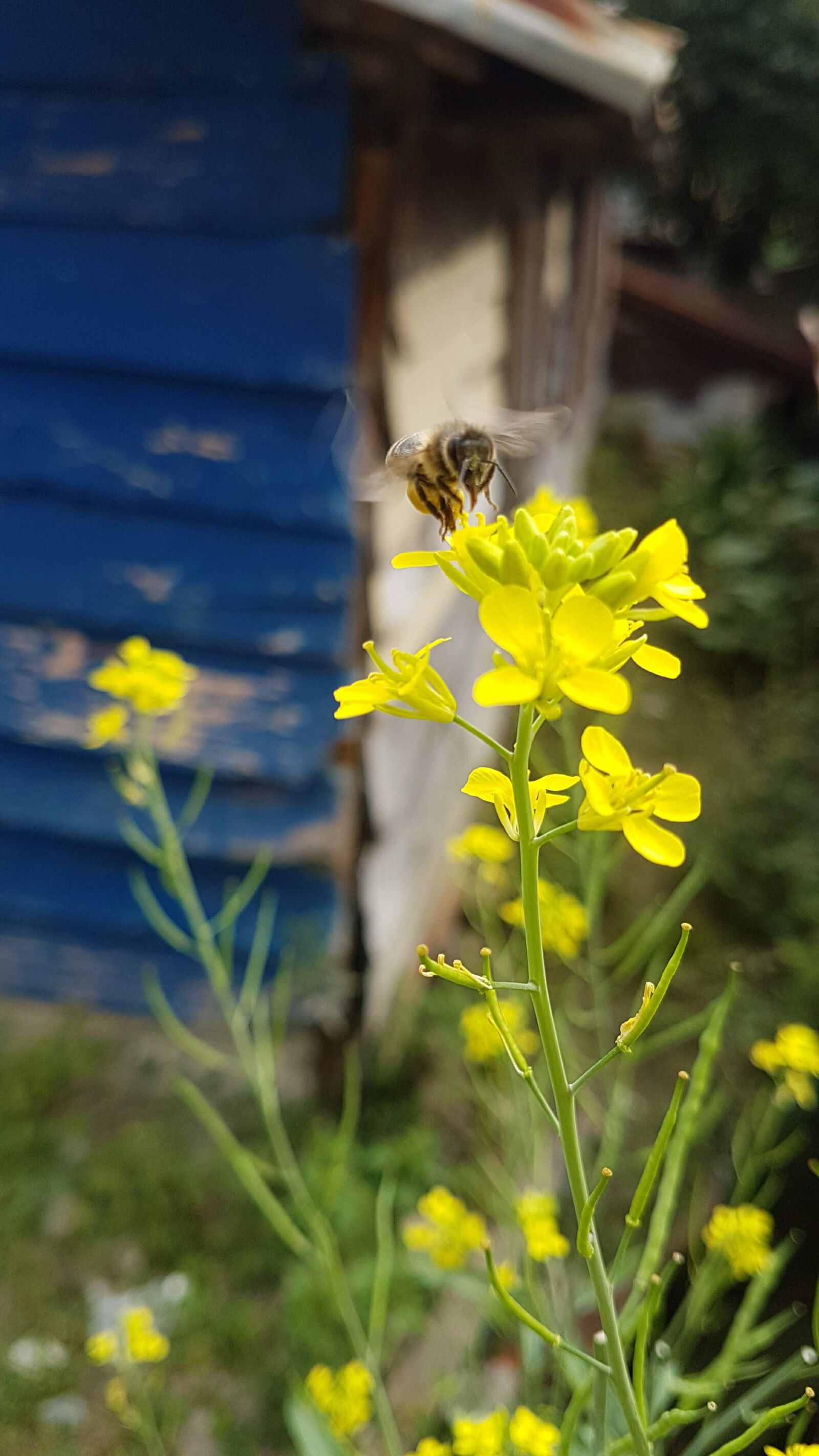 Samsung Galaxy S7 sample photo. Naturaleza, flores, natural photography