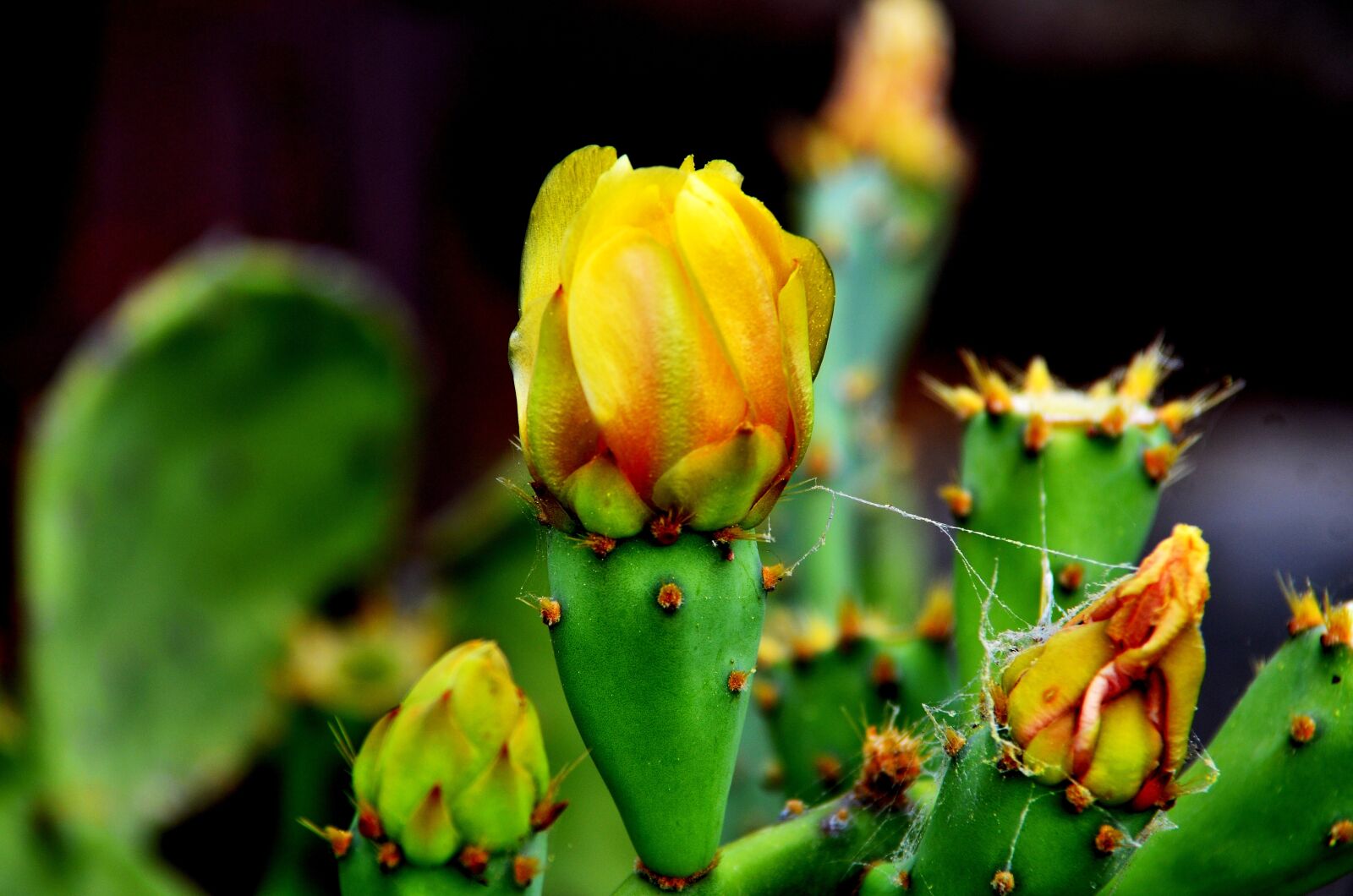 Nikon D7000 sample photo. Nature, flowers, beauty photography