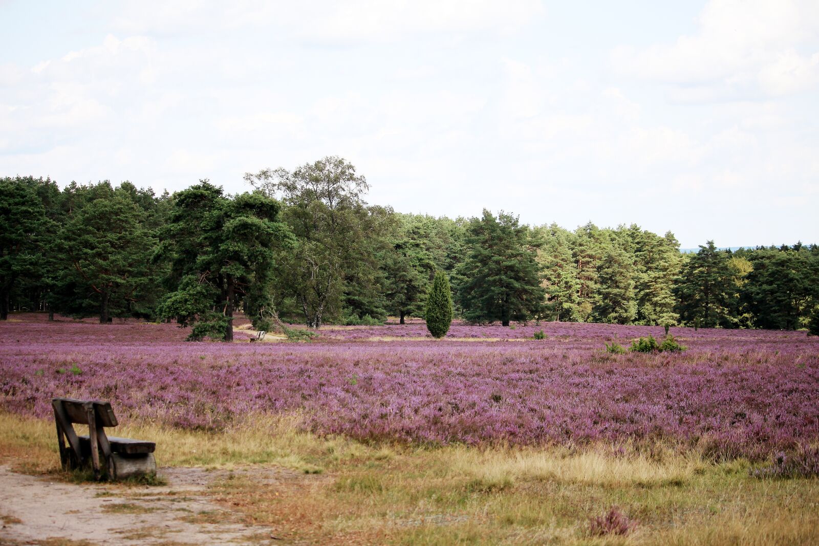 Canon EF-S 55-250mm F4-5.6 IS STM sample photo. L neburg heath, heath photography