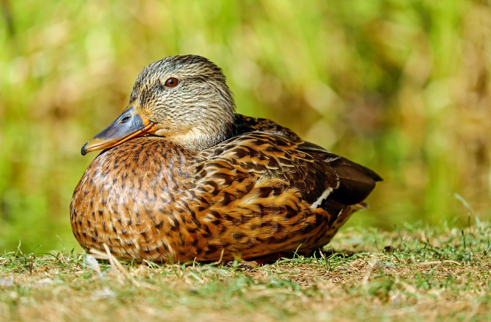 Fujifilm X-T10 + Fujifilm XC 50-230mm F4.5-6.7 OIS sample photo. Duck, water bird, lying photography