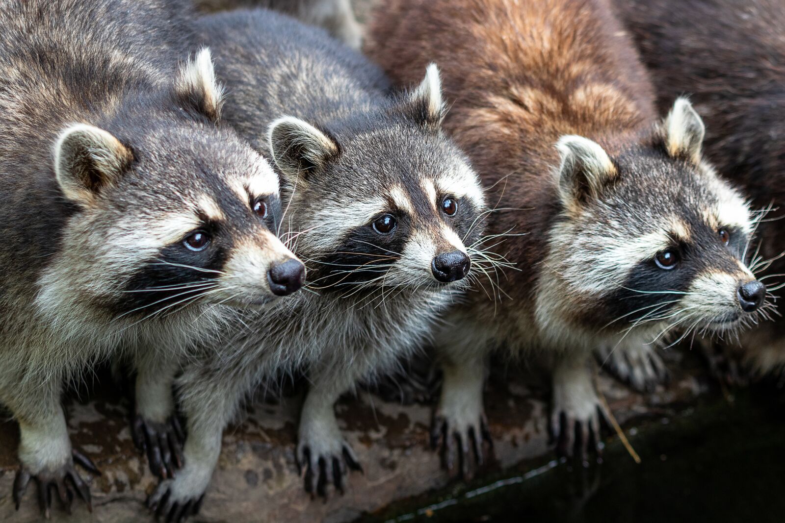 Canon EF 70-300 F4-5.6 IS II USM sample photo. Raccoons, zoo, nature photography