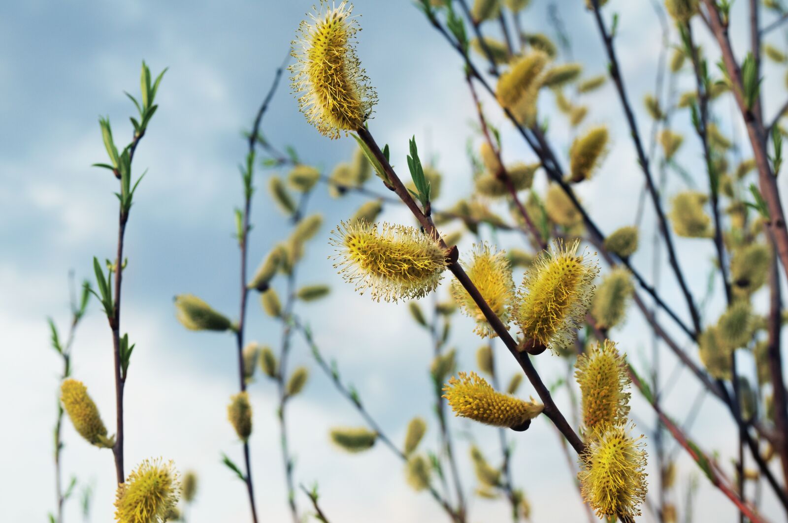 Nikon D5000 sample photo. Willow, spring, branches photography
