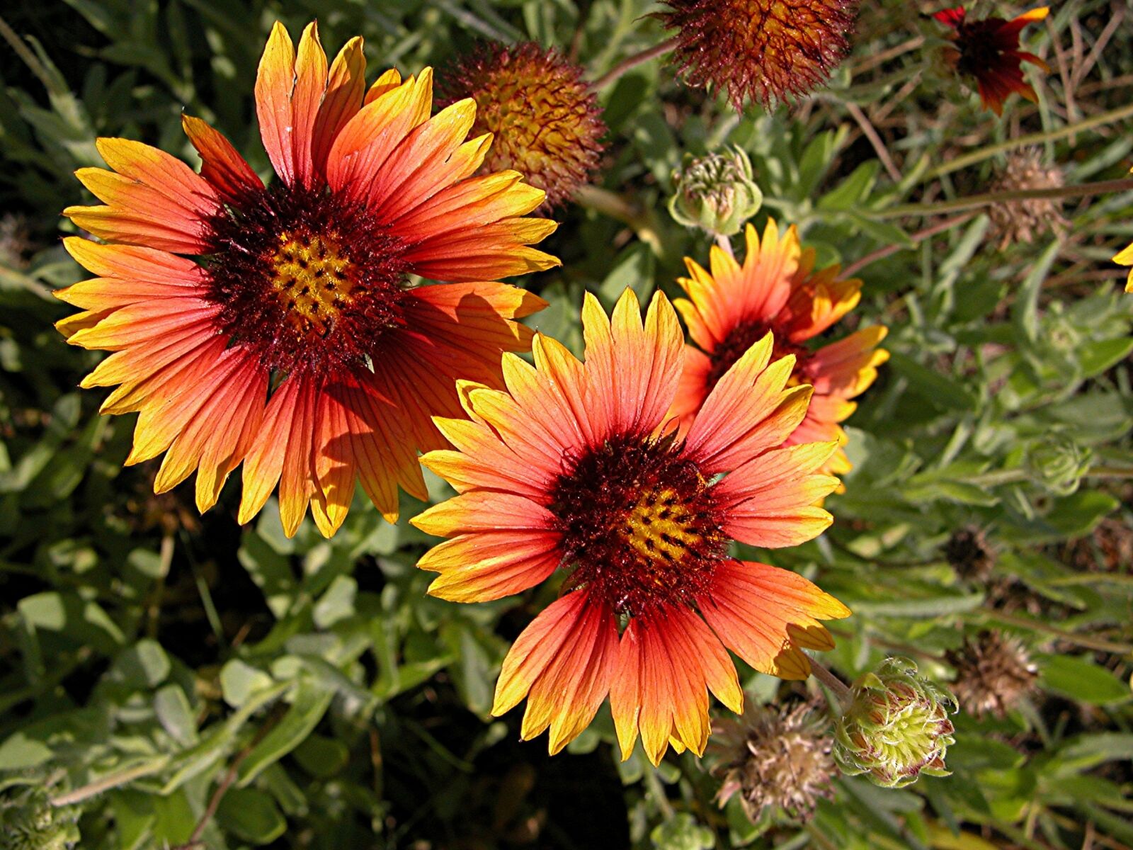 Nikon E5700 sample photo. Vibrant, colorful, wild flower photography
