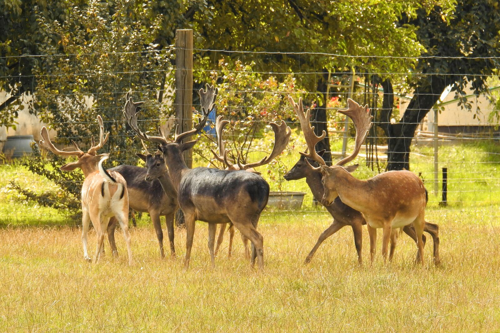 Nikon Coolpix P900 sample photo. Deer, deer park, fallow photography