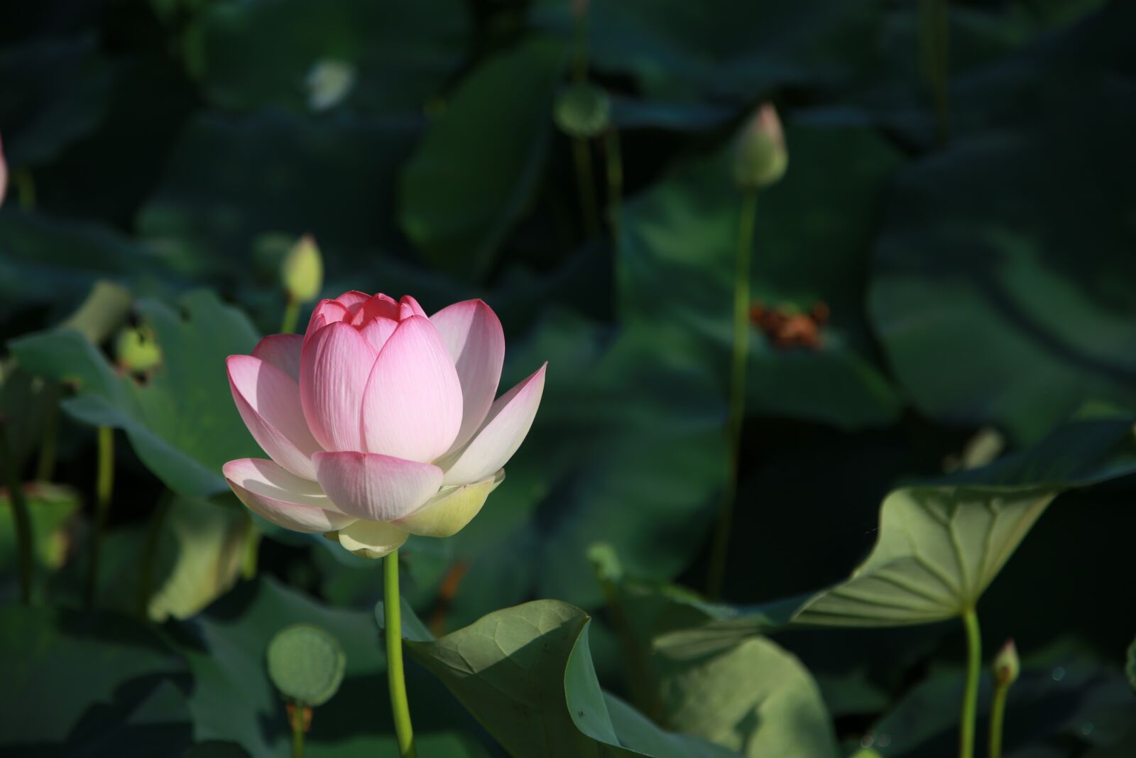 Canon EOS 6D + Canon EF 24-105mm F4L IS USM sample photo. Lotus, flowers, water lilies photography