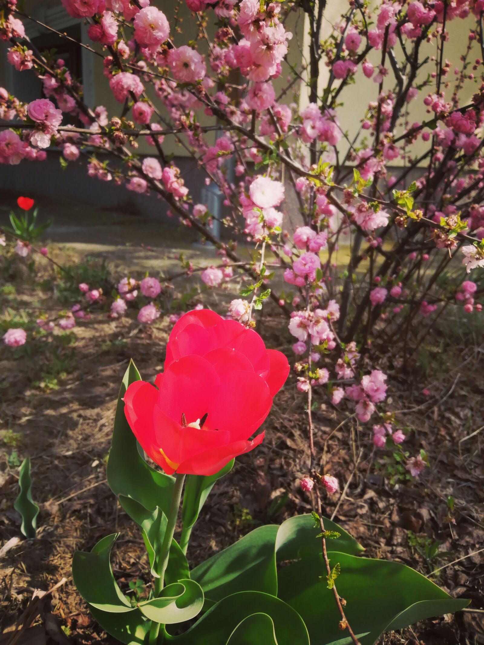 HUAWEI P SMART 2019 sample photo. Spring, flower photography
