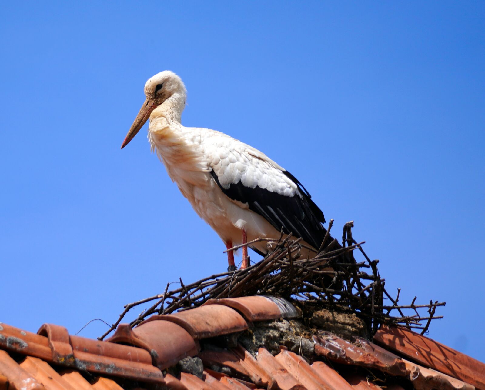 Sony a6400 sample photo. Stork, nest, roof photography