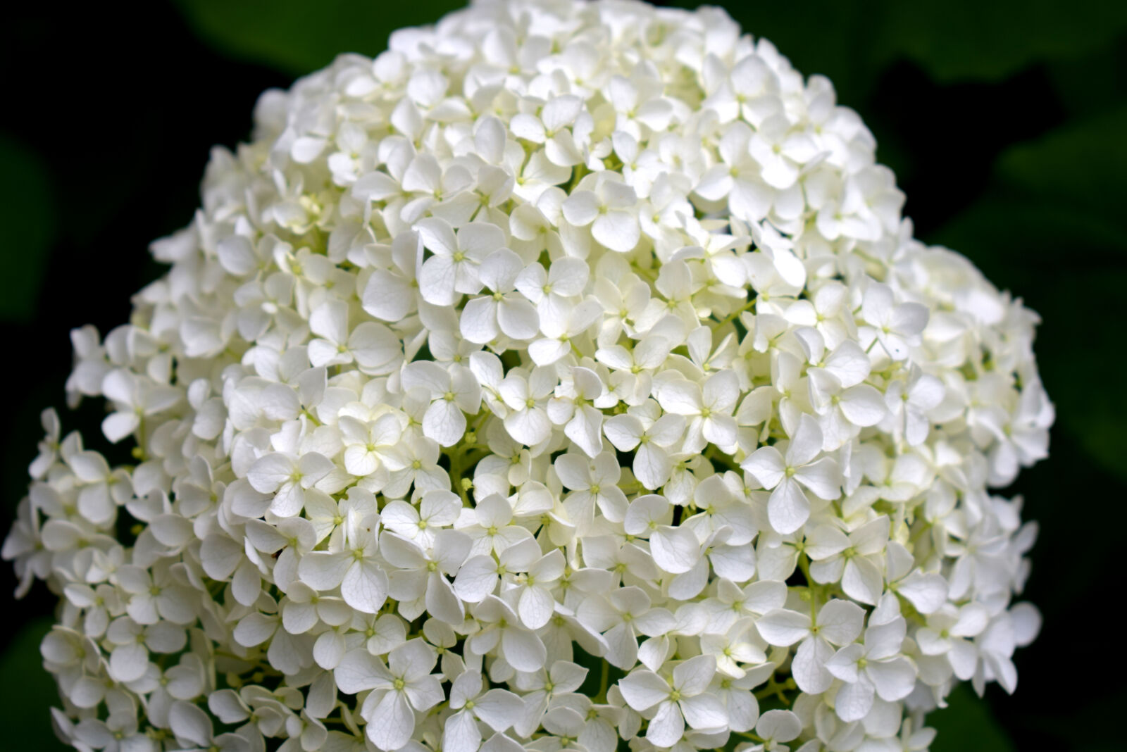 Nikon D3300 sample photo. Flower, white, white, flower photography