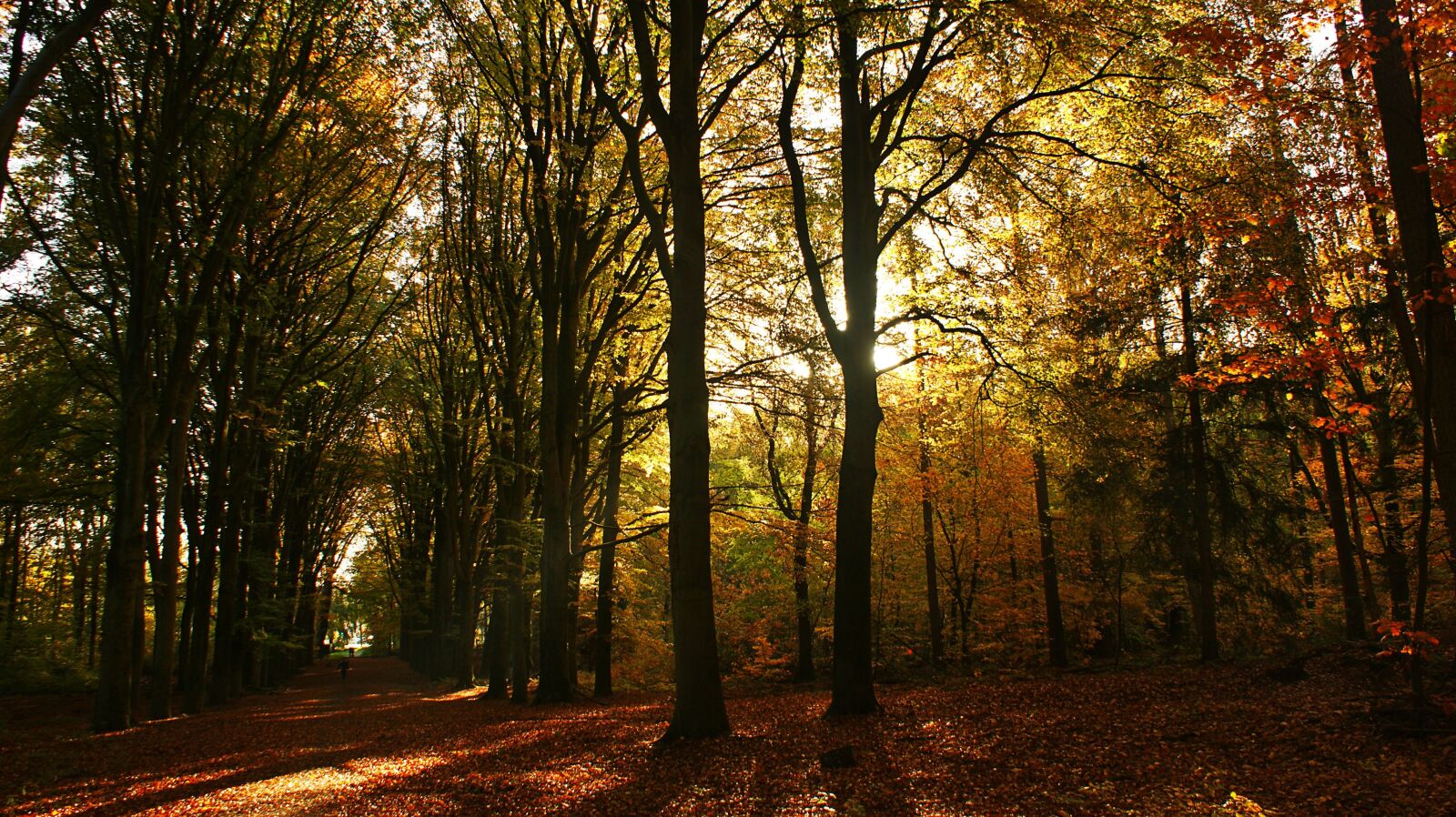 Sony Alpha DSLR-A350 sample photo. Forest, trees, morning photography