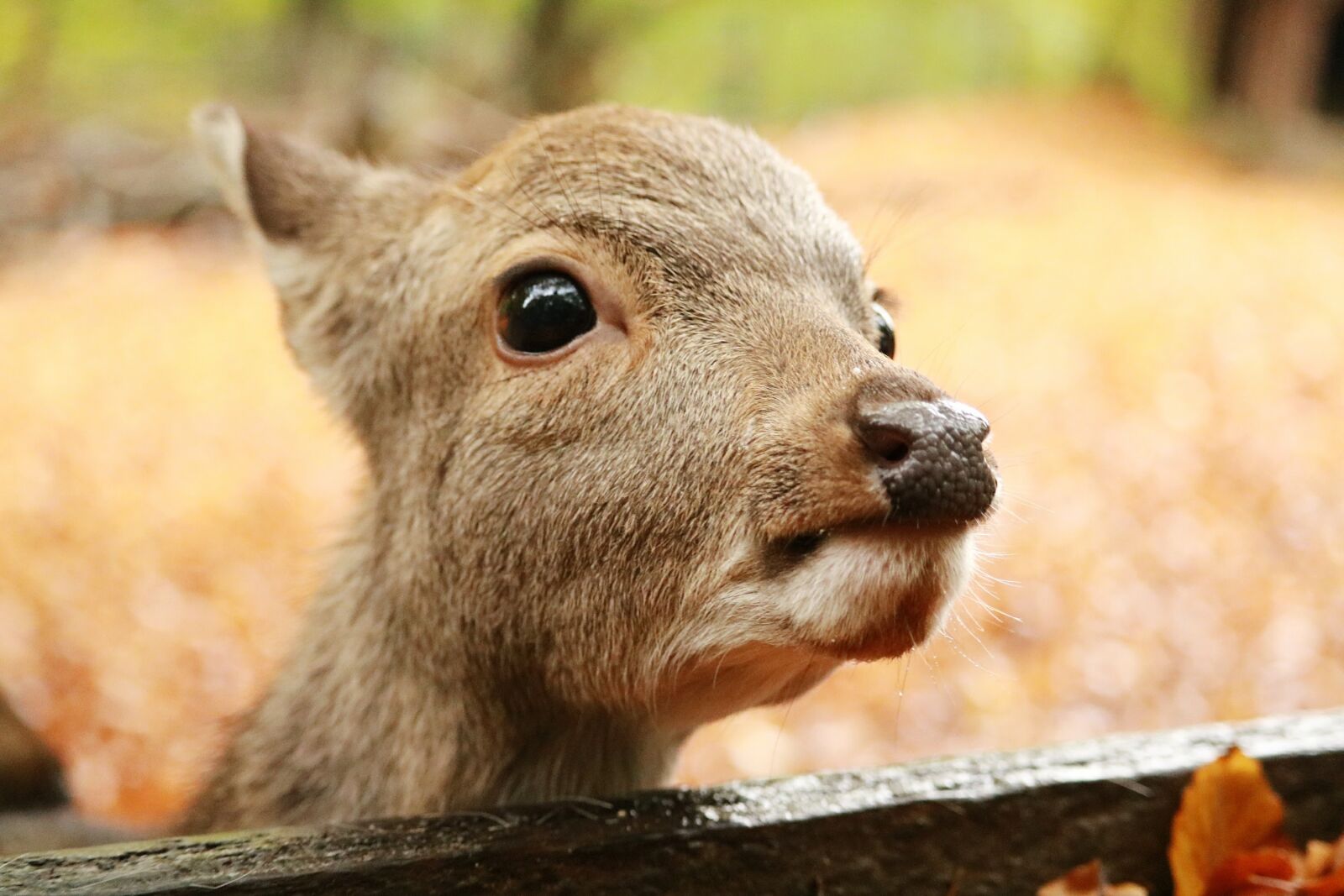 Canon EOS 750D (EOS Rebel T6i / EOS Kiss X8i) sample photo. Nature, mammal, animal world photography