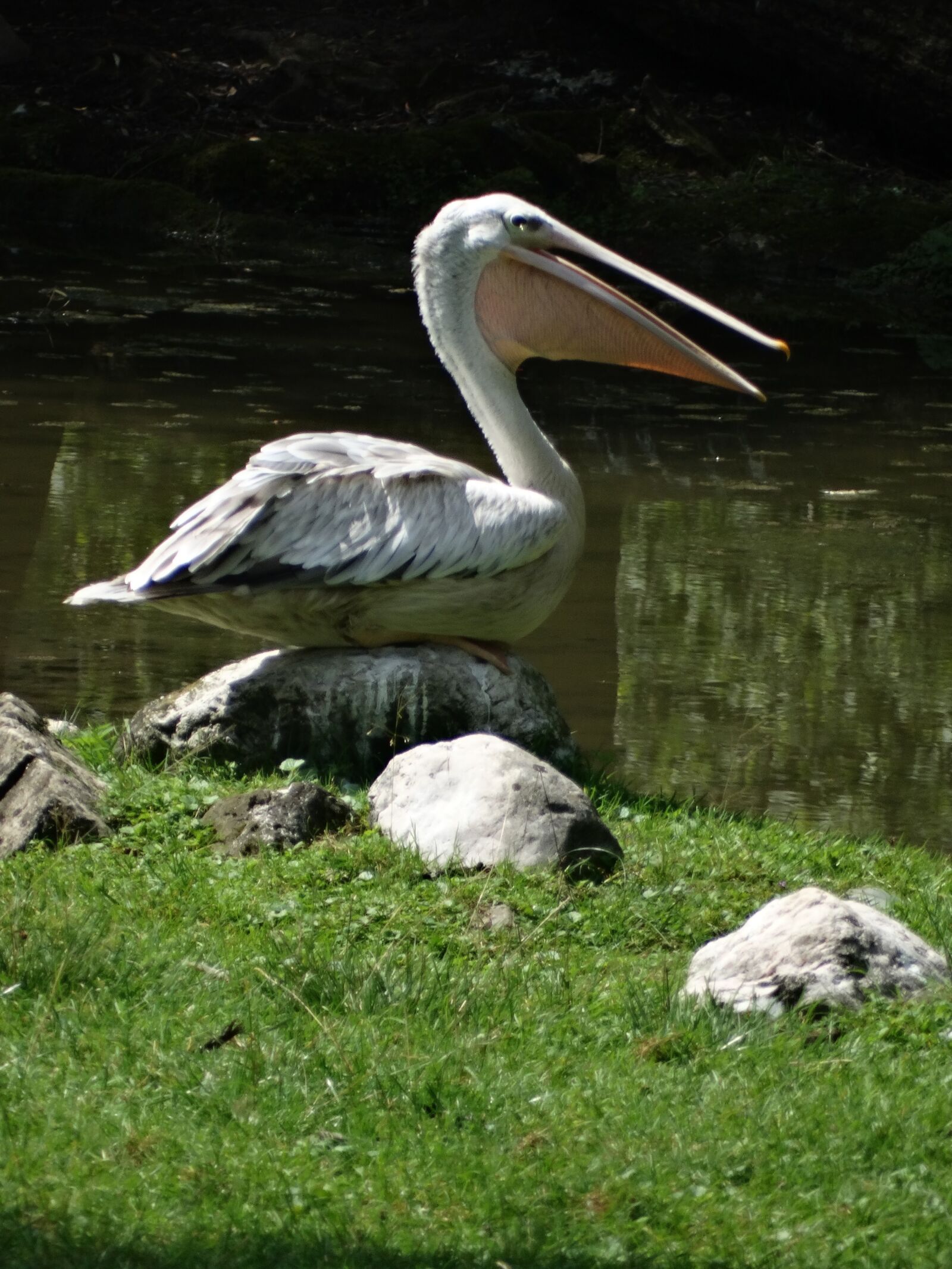 Sony Cyber-shot DSC-HX300 sample photo. Animal, pelikan, bird photography