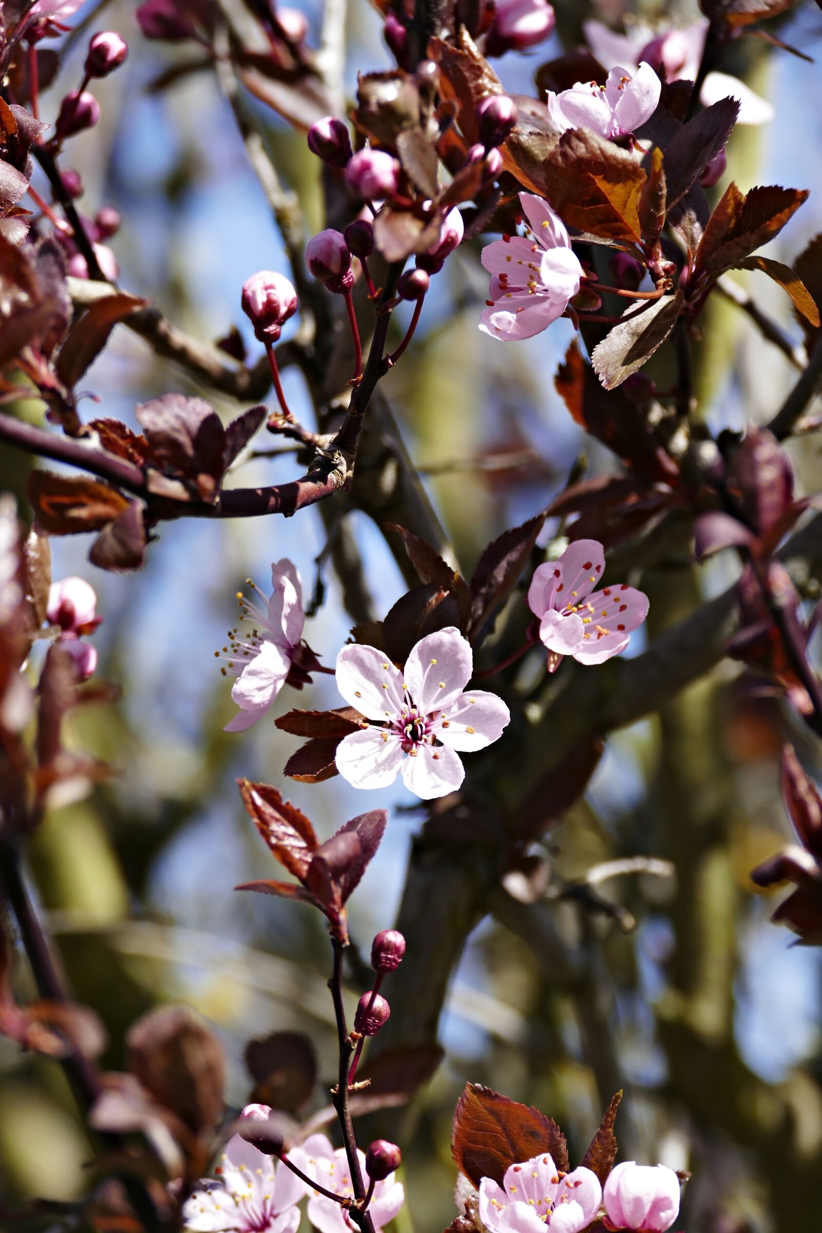 Panasonic Lumix DMC-FZ1000 sample photo. Flowers, ornamental shrub, spring photography