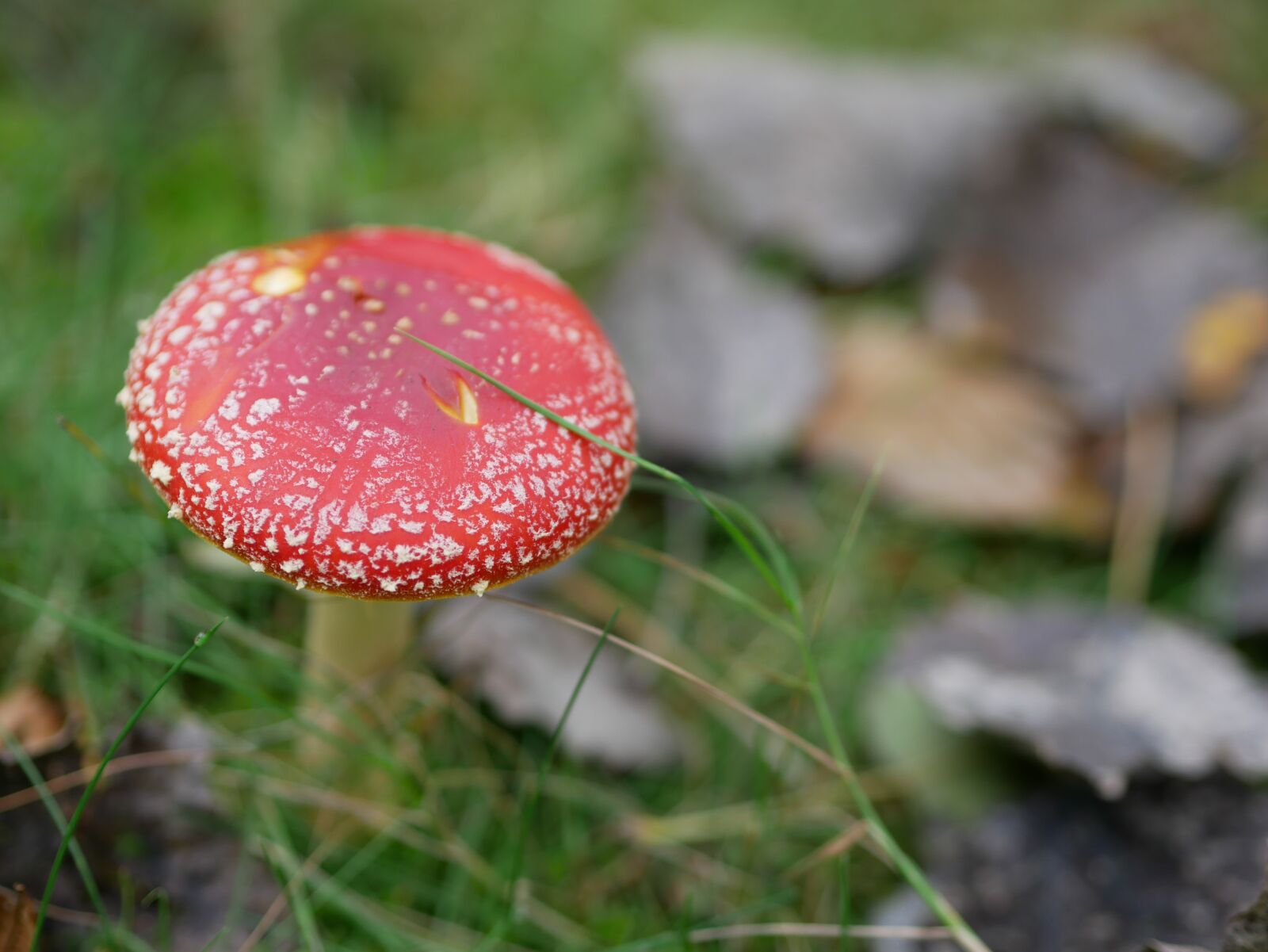 Panasonic Lumix DMC-GX85 (Lumix DMC-GX80 / Lumix DMC-GX7 Mark II) sample photo. Mushroom, fly agaric, forest photography