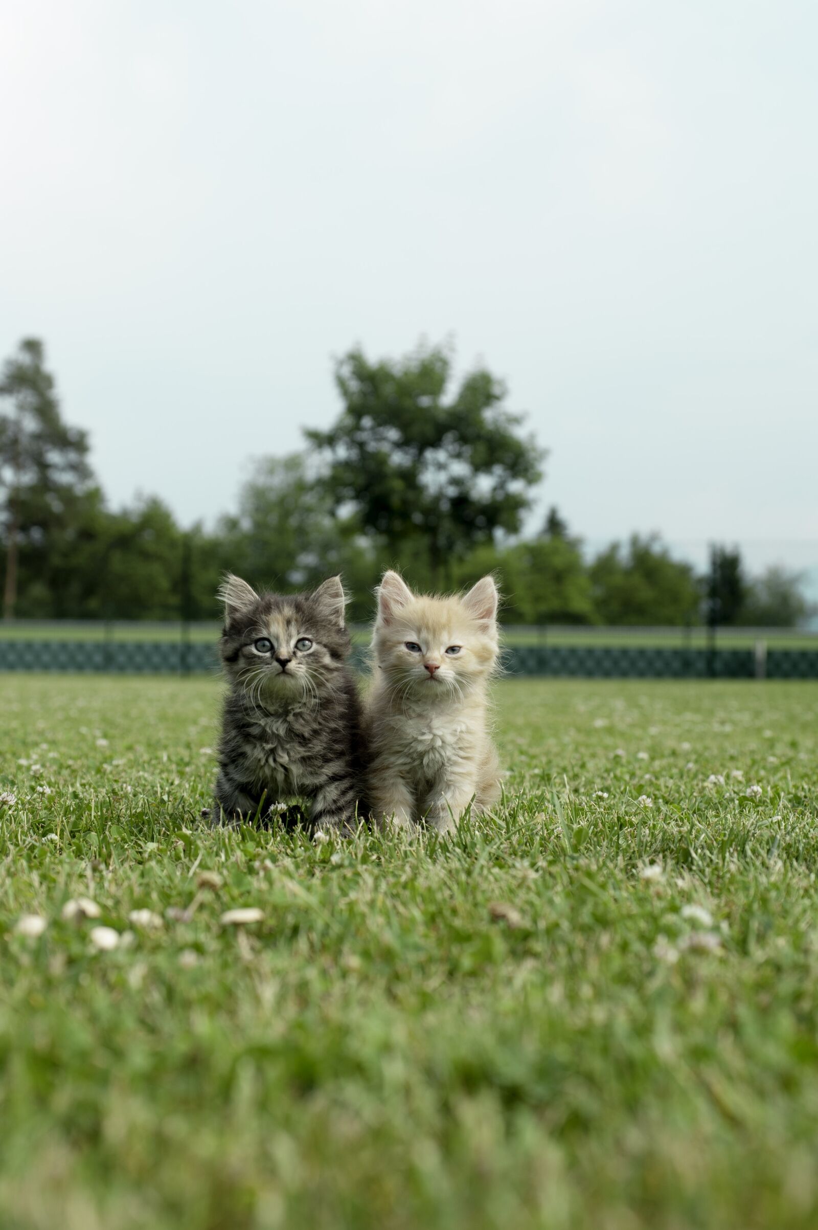 Nikon D700 sample photo. Kitten, cat, tiger cat photography
