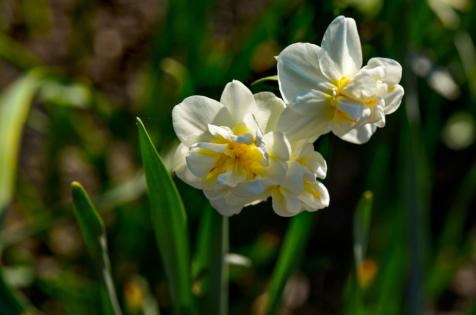 Nikon D7000 sample photo. Narcissus, white, flower photography