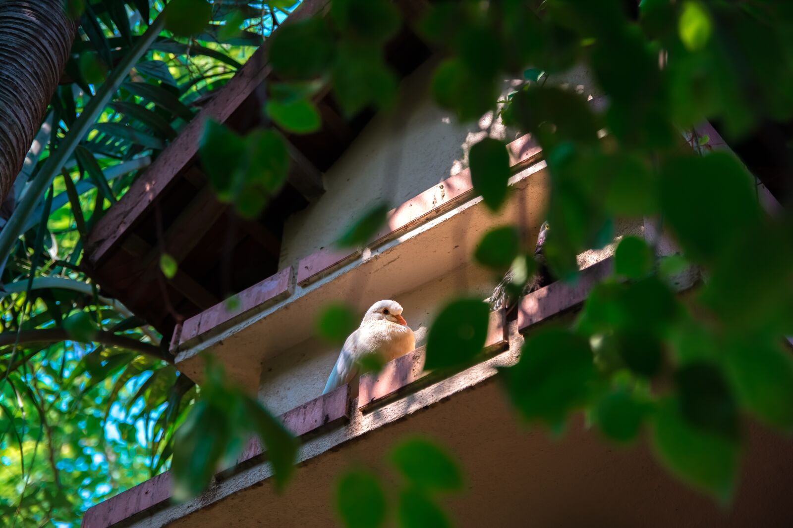 Nikon D5200 sample photo. Tree, art, bird photography