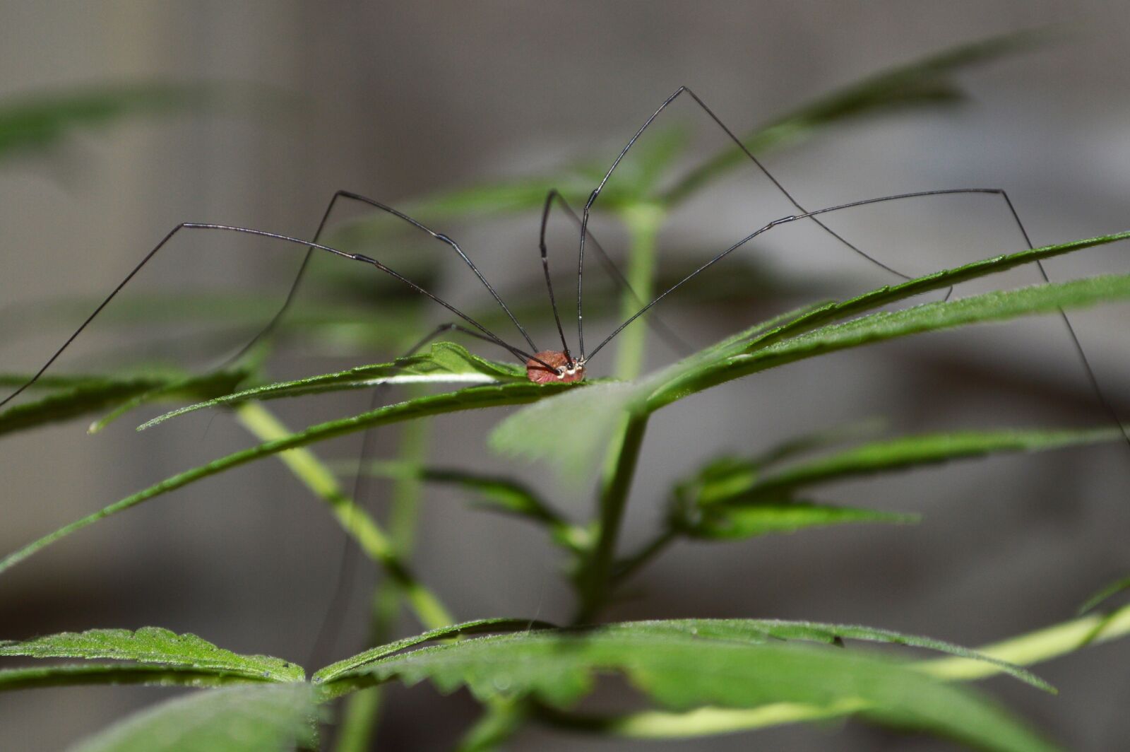 Nikon D3200 sample photo. Spider, grass, marijuana photography