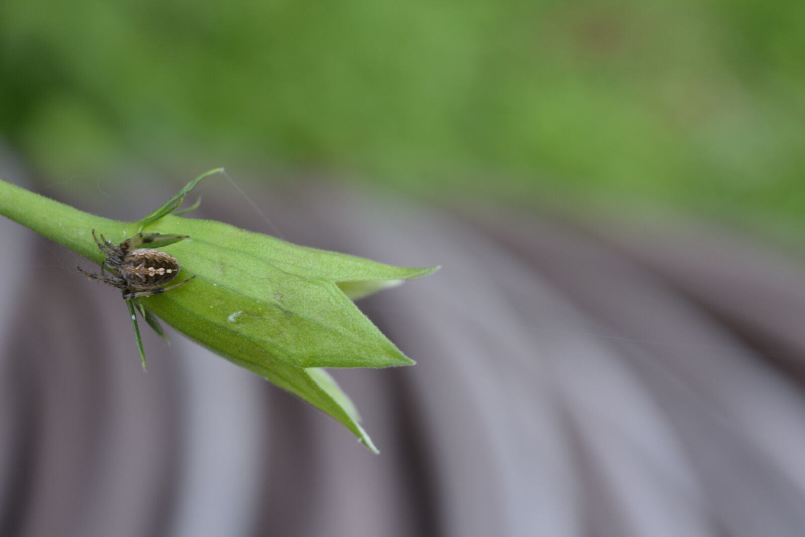Nikon D5200 sample photo. Leaf, nature, flora photography