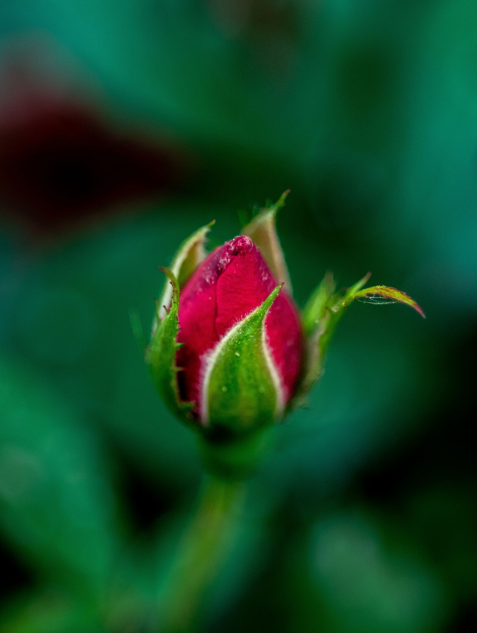 Nikon D500 sample photo. Flower, red, floral photography