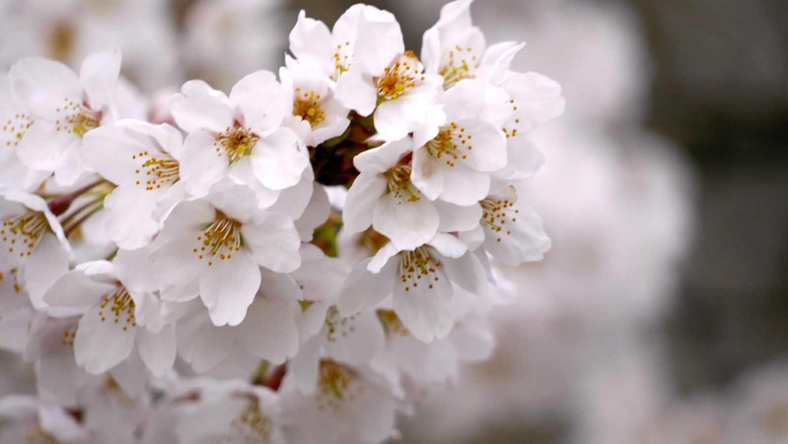 Panasonic Lumix DMC-G6 sample photo. Cherry blossoms, japan, sakura photography