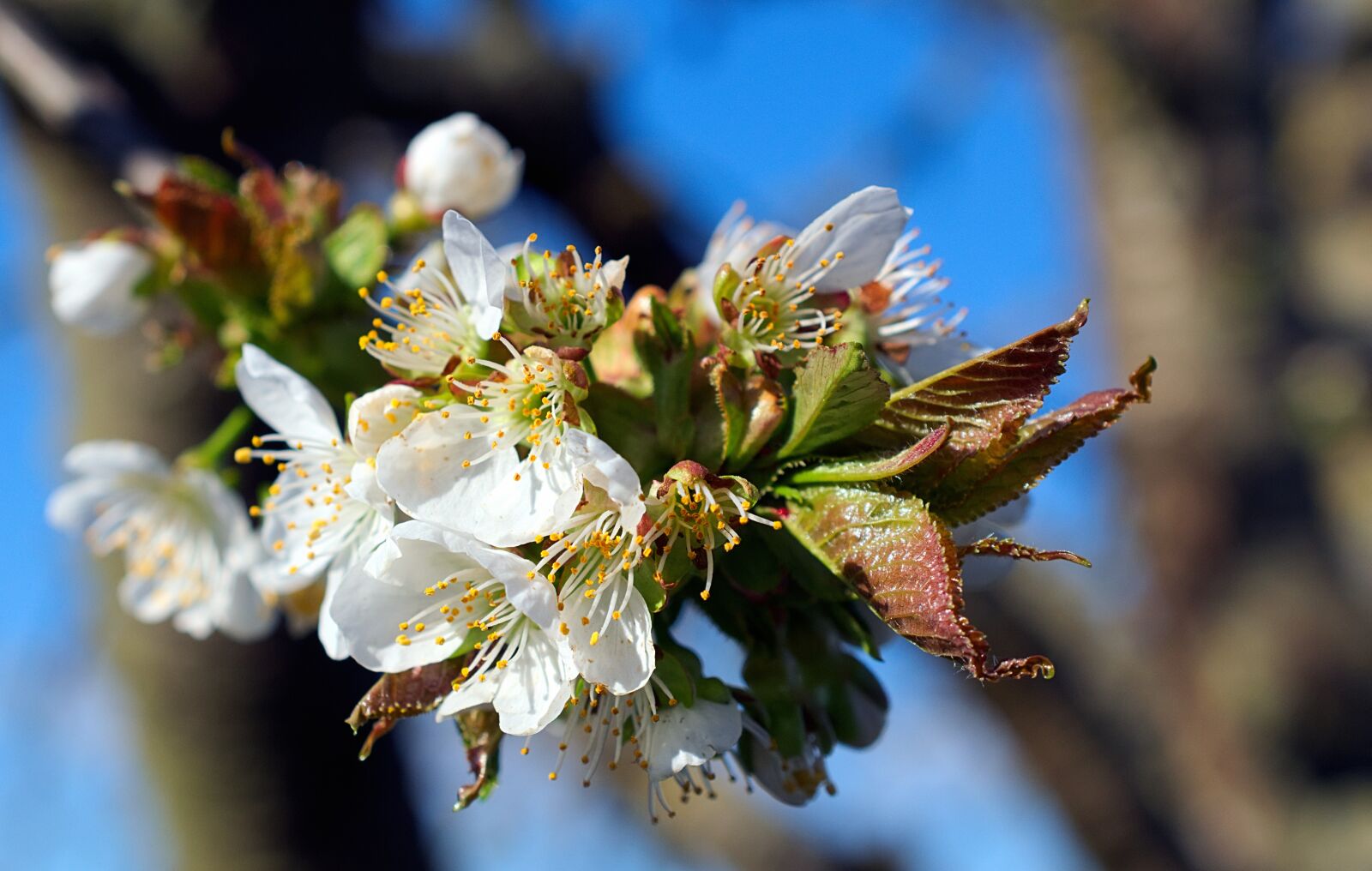 Nikon D3300 sample photo. Cherry tree, blossom, bloom photography