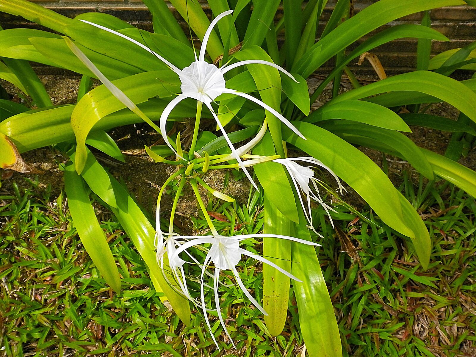 Pentax Optio H90 sample photo. Spider lily, white, thailand photography