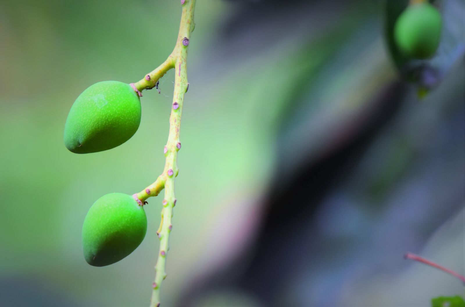 Nikon D5600 sample photo. Leaf, nature, outdoors photography