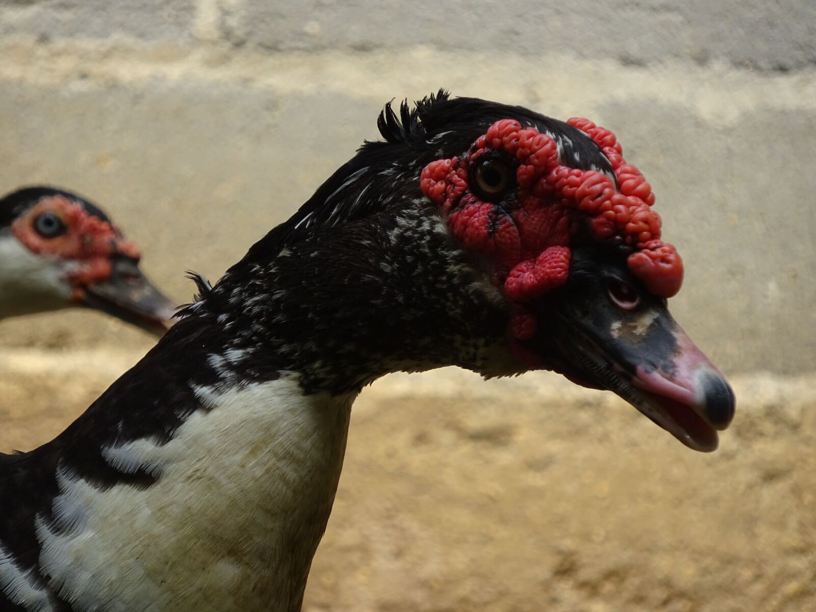 Sony Cyber-shot DSC-WX350 sample photo. Bird, head, muscovy duck photography