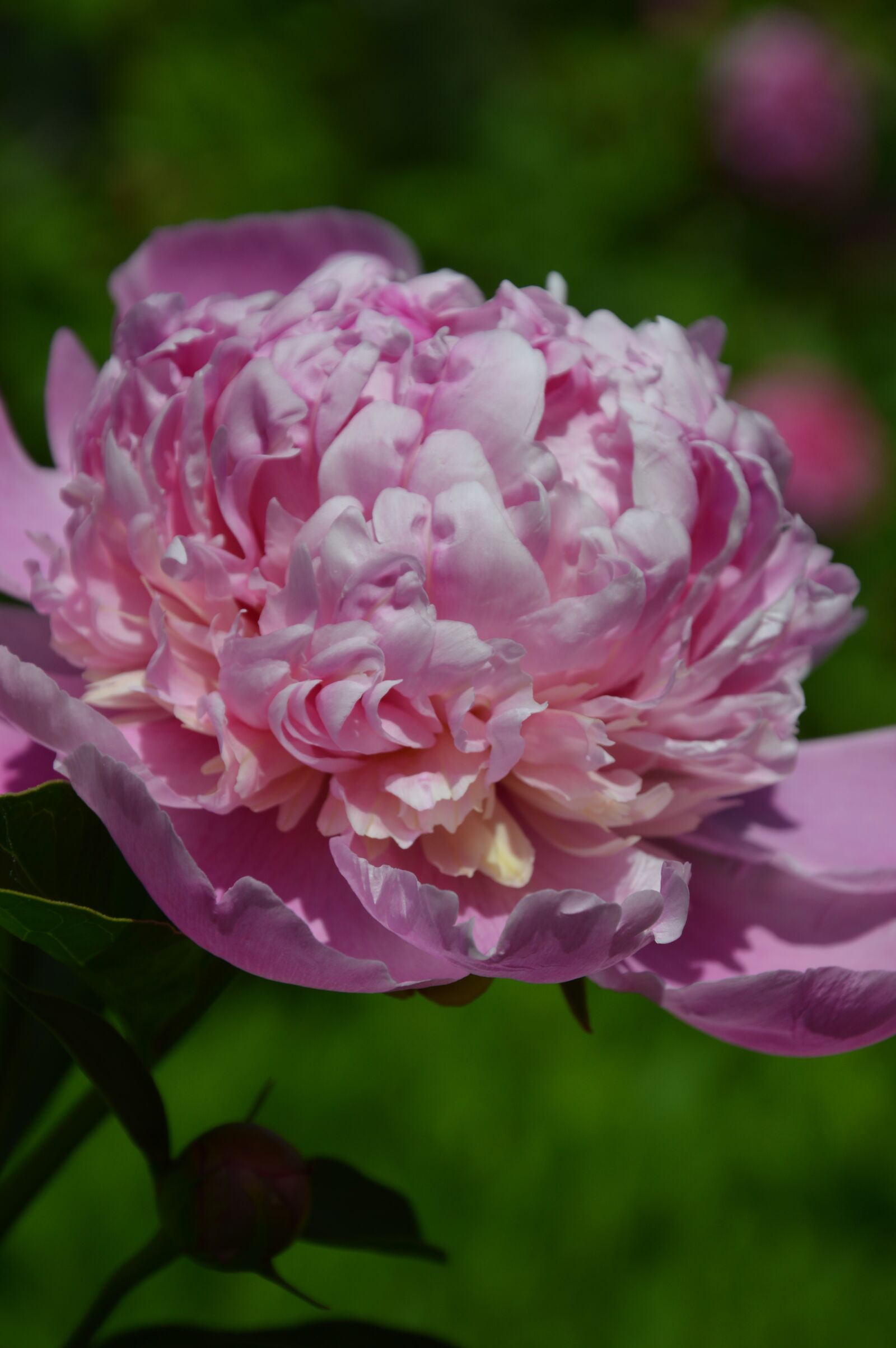 Nikon D3200 sample photo. Plant, peony, blossom photography