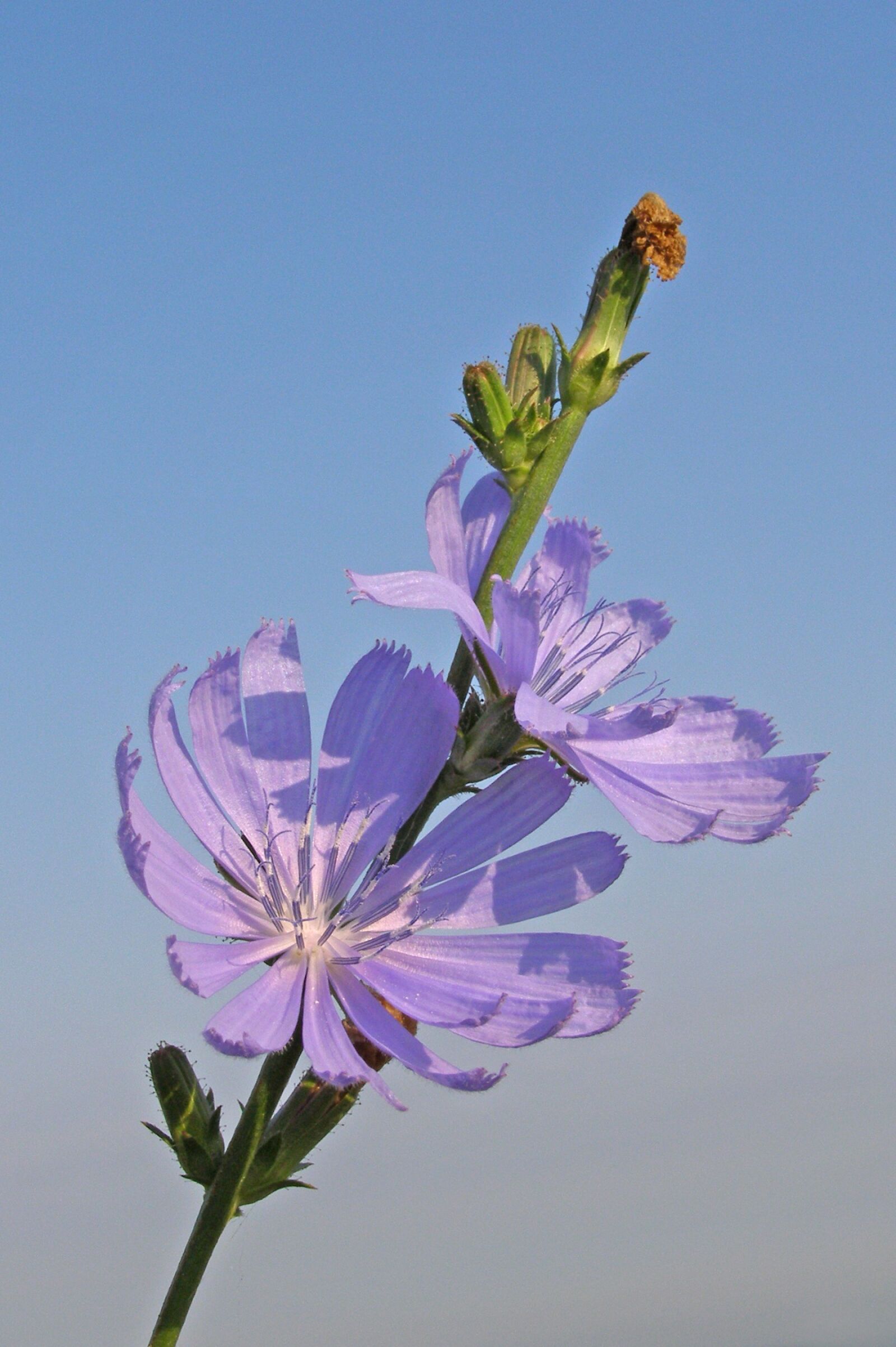 Olympus SP500UZ sample photo. Chicory, flower, blue photography