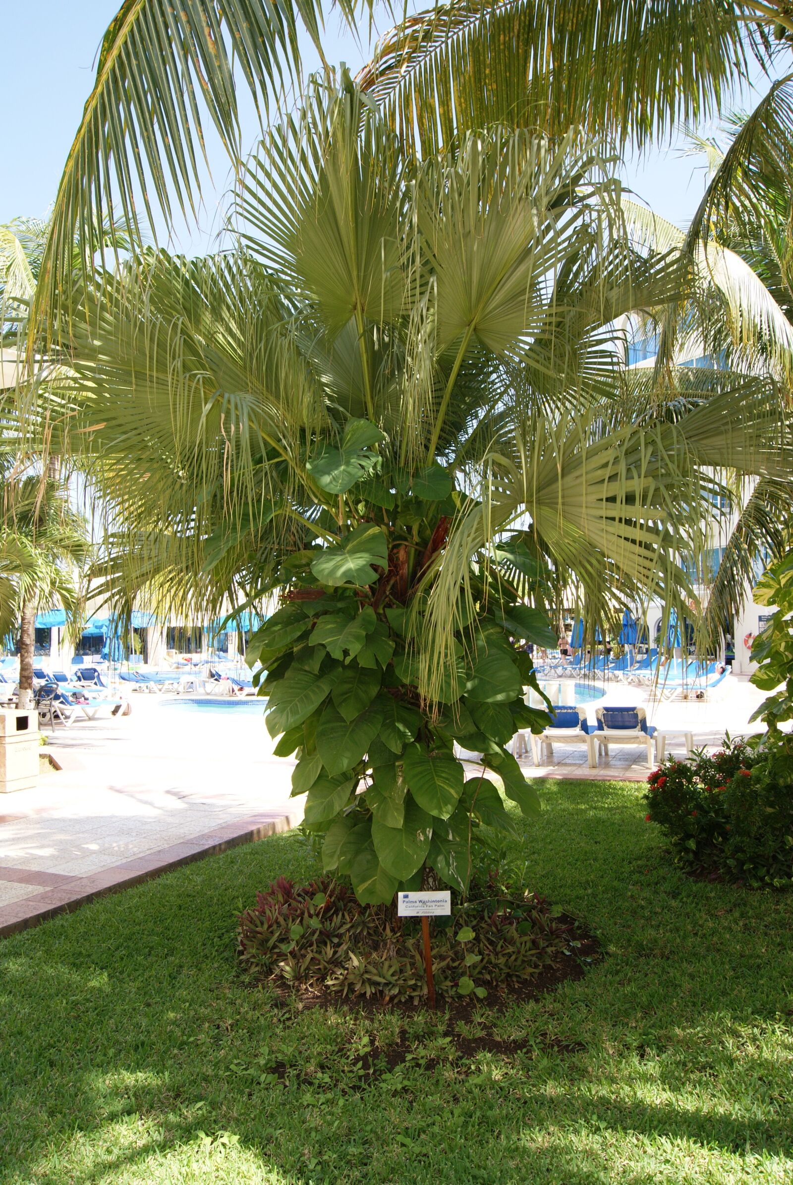 Sony Alpha DSLR-A230 sample photo. Plant, palm tree, green photography