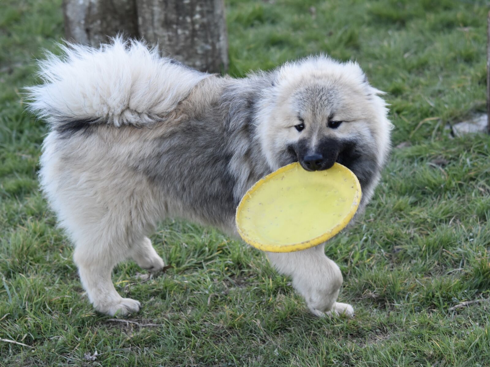 Nikon D5600 sample photo. Dog, dog eurasier, pup photography