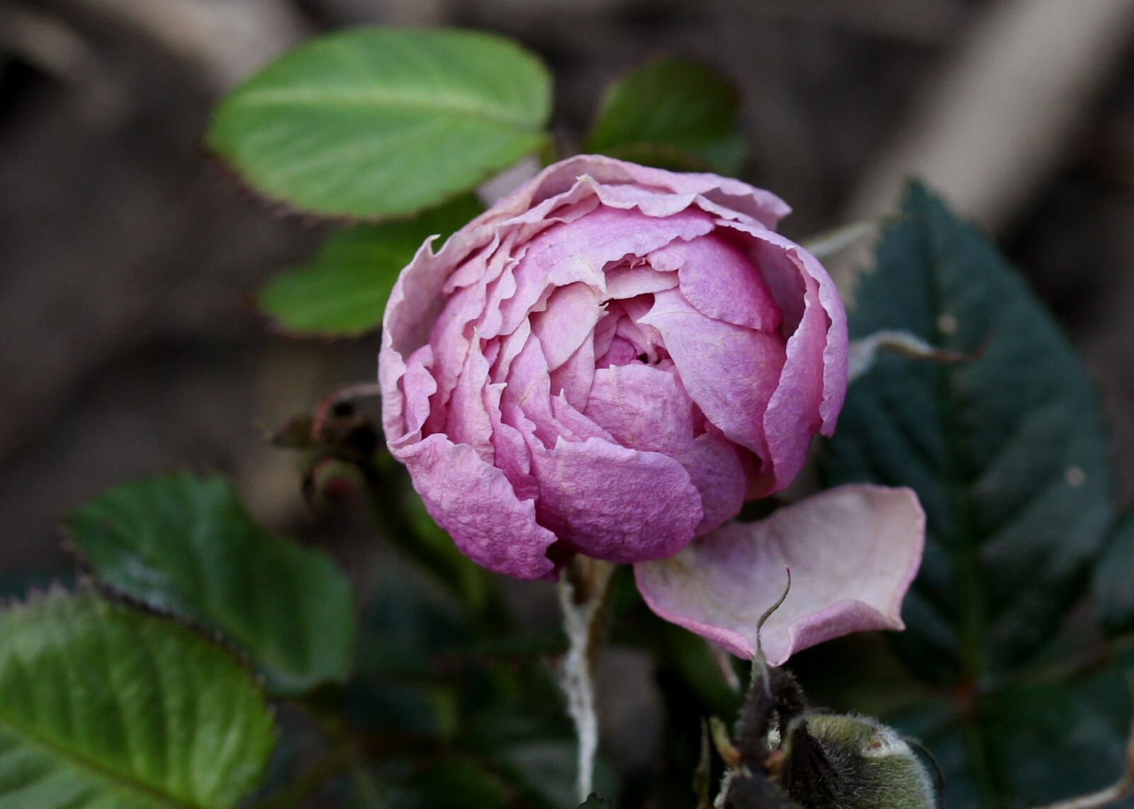Canon EF-S 60mm F2.8 Macro USM sample photo. Rose, pink, plant photography