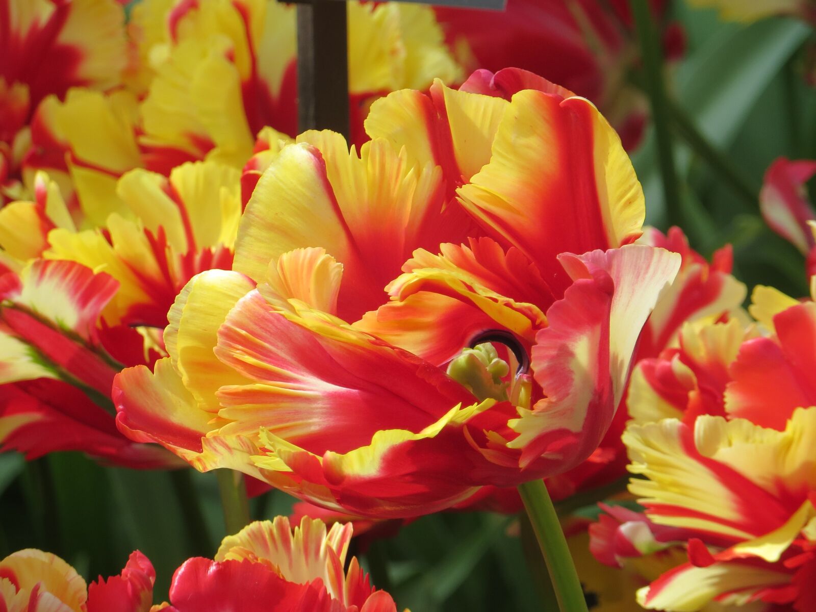Canon PowerShot SX240 HS sample photo. Tulips, close up, farbenpracht photography