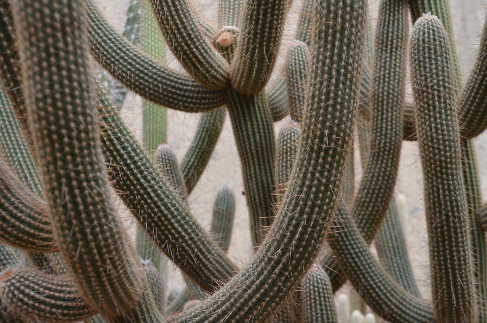Nikon D5100 sample photo. Cactus, plant, nature photography