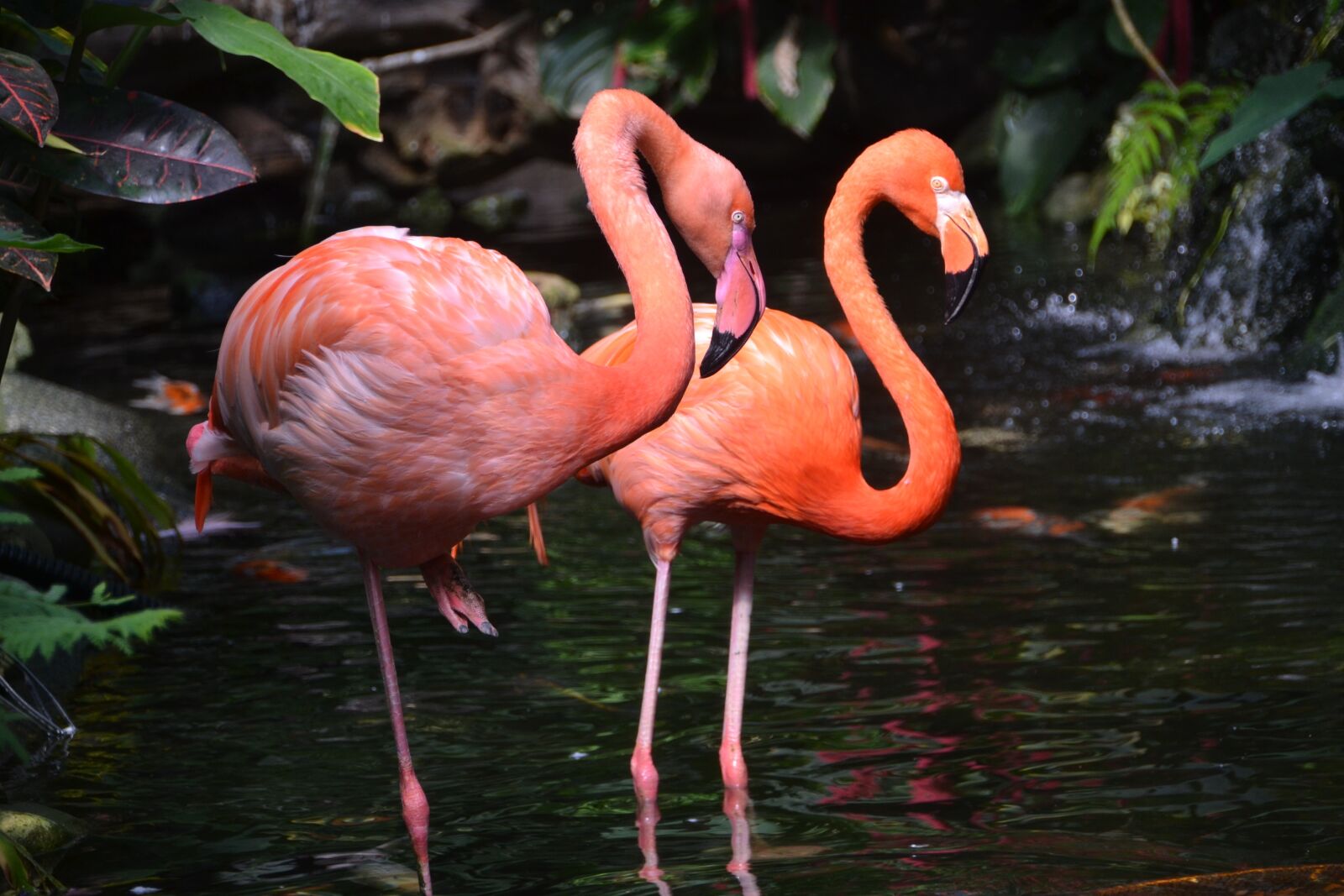 Nikon D3100 sample photo. Flamingo, pink, bird photography