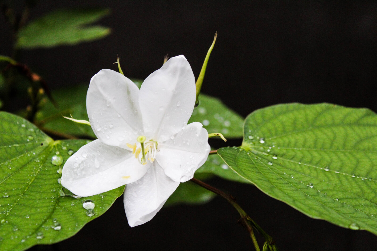 Canon EOS 1300D (EOS Rebel T6 / EOS Kiss X80) sample photo. Beautiful, flowers, flower, wallpaper photography