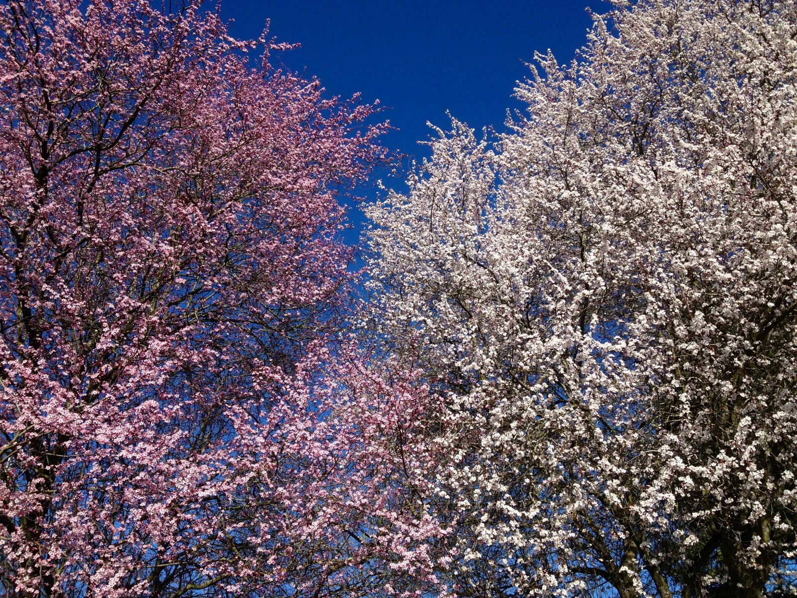 Apple iPhone 4S sample photo. Flower, blossom, spring photography