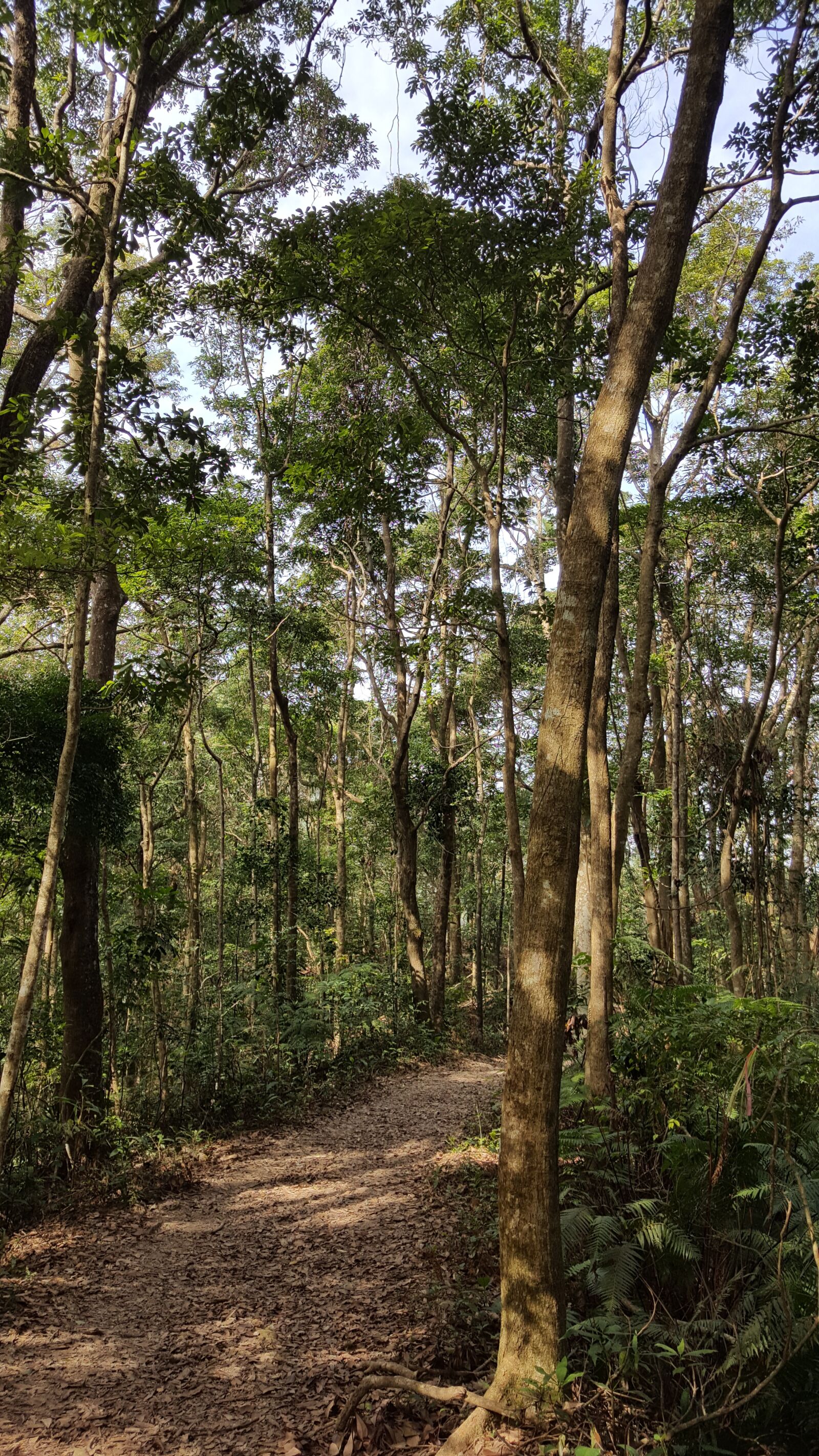 Samsung Galaxy Note5 sample photo. Trees, taipo, hong kong photography