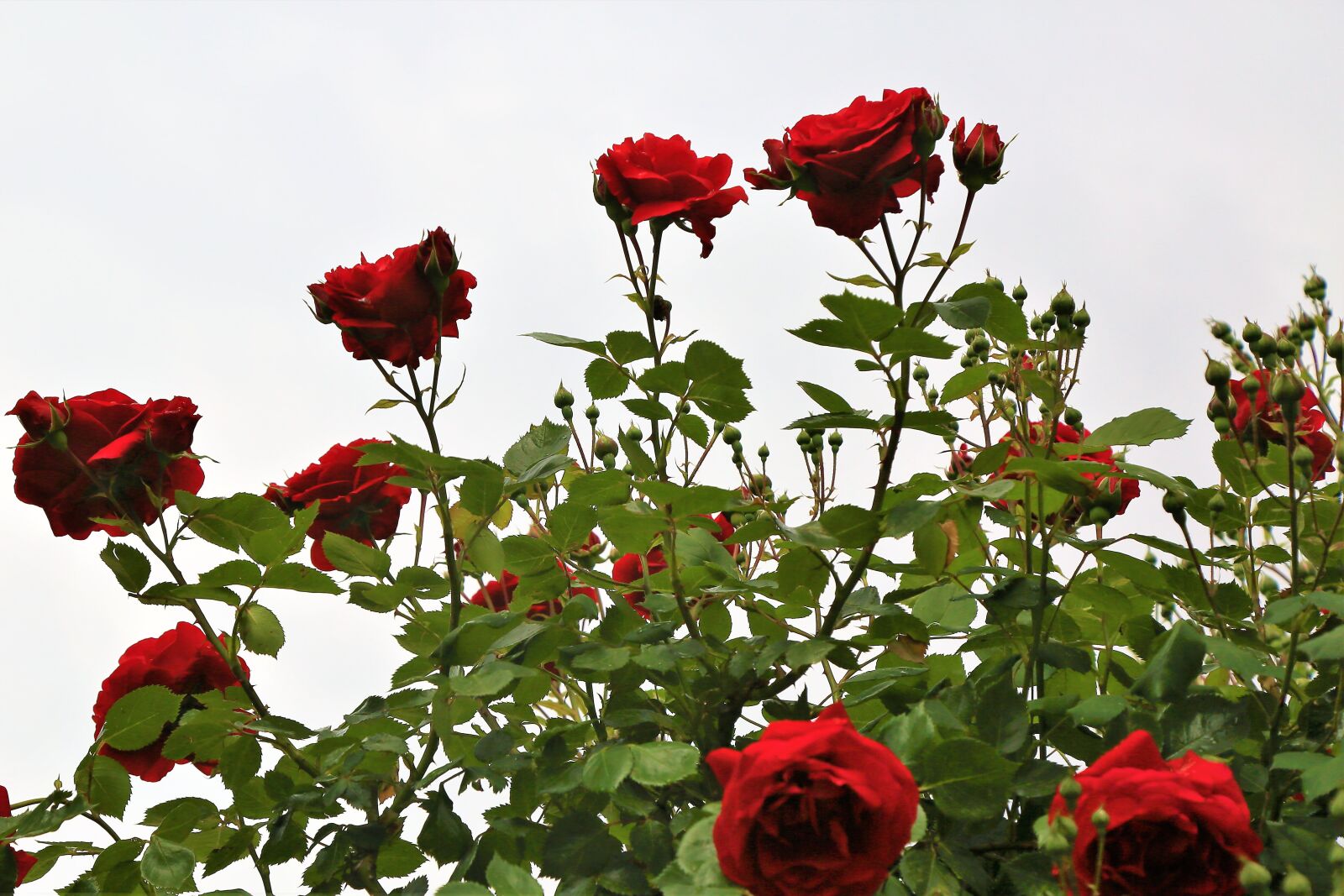 Canon EF 24-105mm F4L IS USM sample photo. Roses, buds, flowers photography