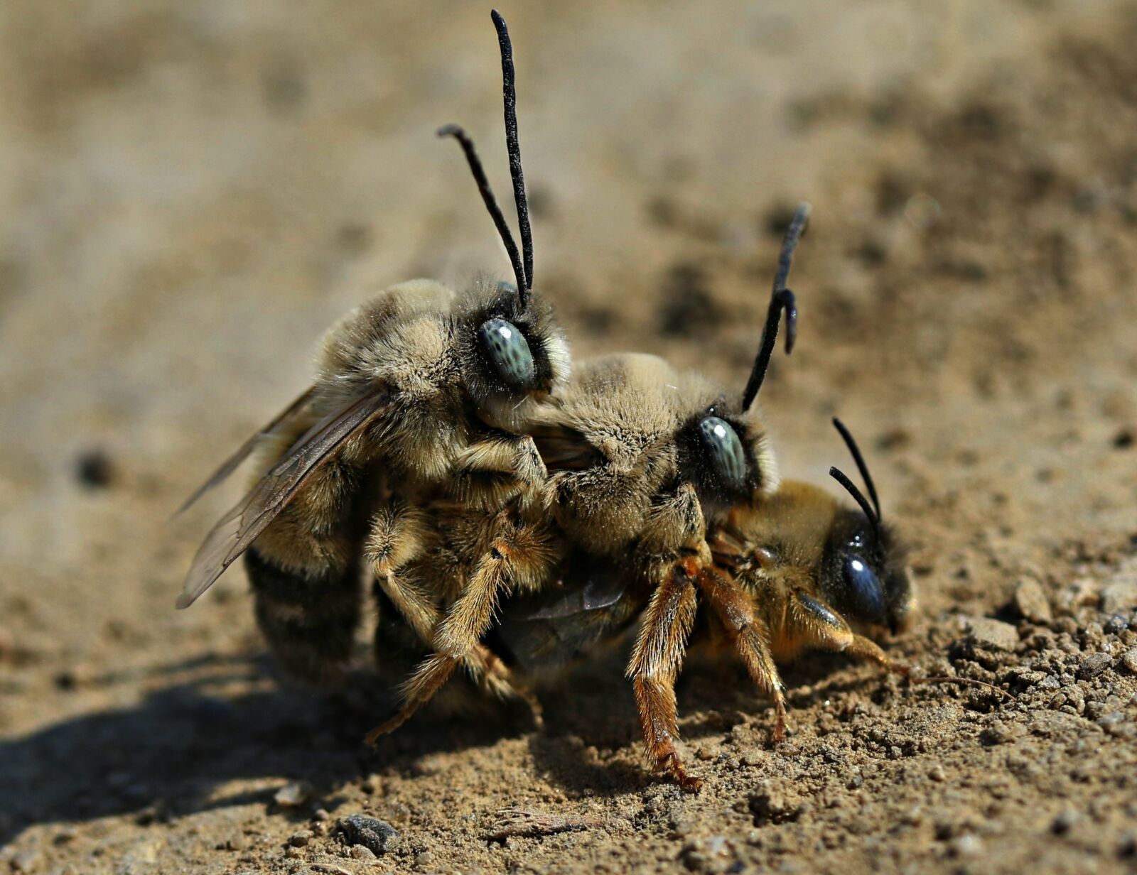 Canon EF-S 60mm F2.8 Macro USM sample photo. Bee, mating, insects photography