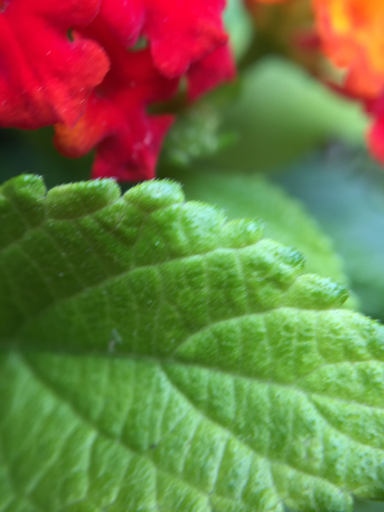iPhone 6 Plus back camera 4.15mm f/2.2 sample photo. Leaves, flower, green photography