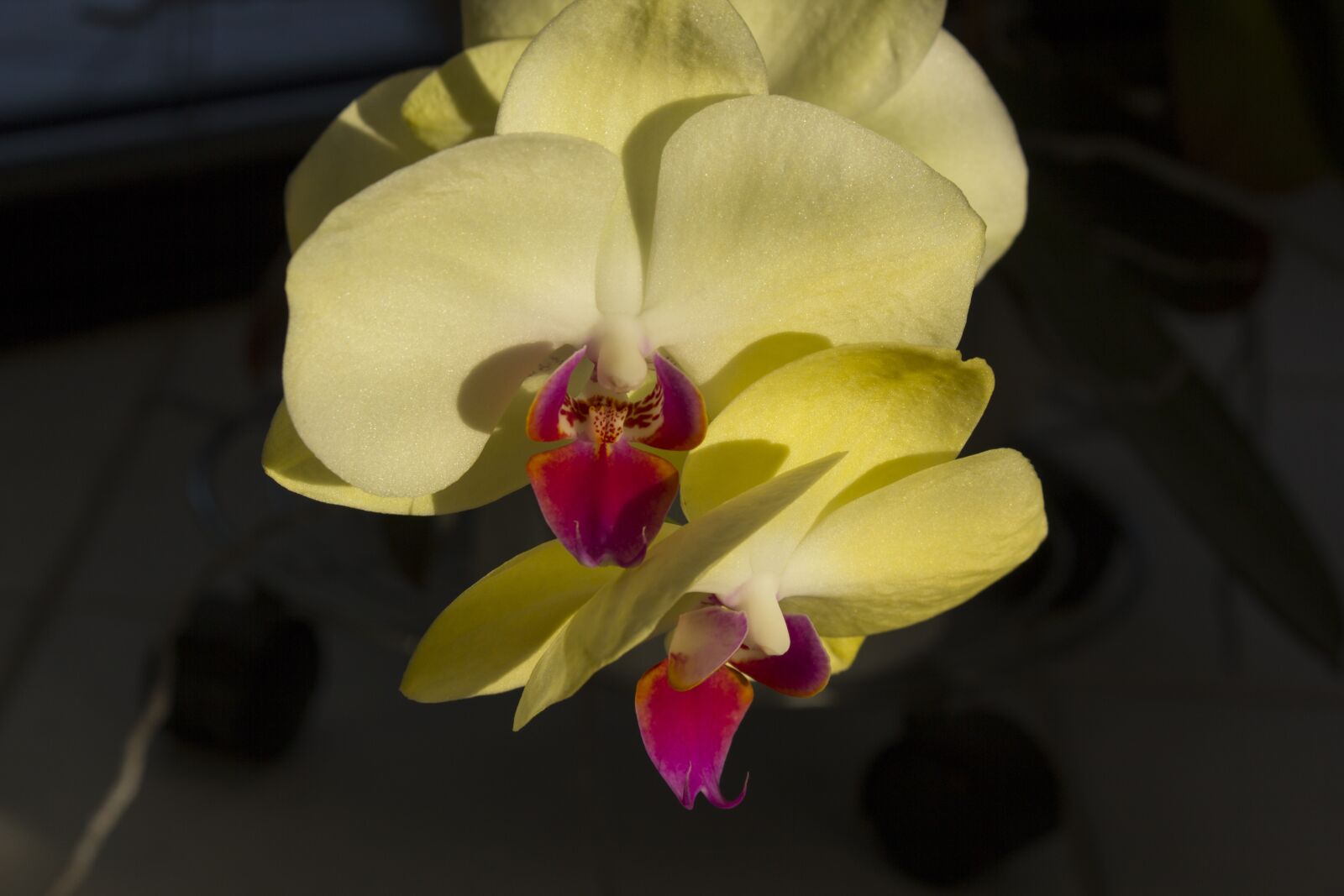 Canon EOS 60D + Canon EF-S 18-55mm F3.5-5.6 IS STM sample photo. Orchids, flower, n photography