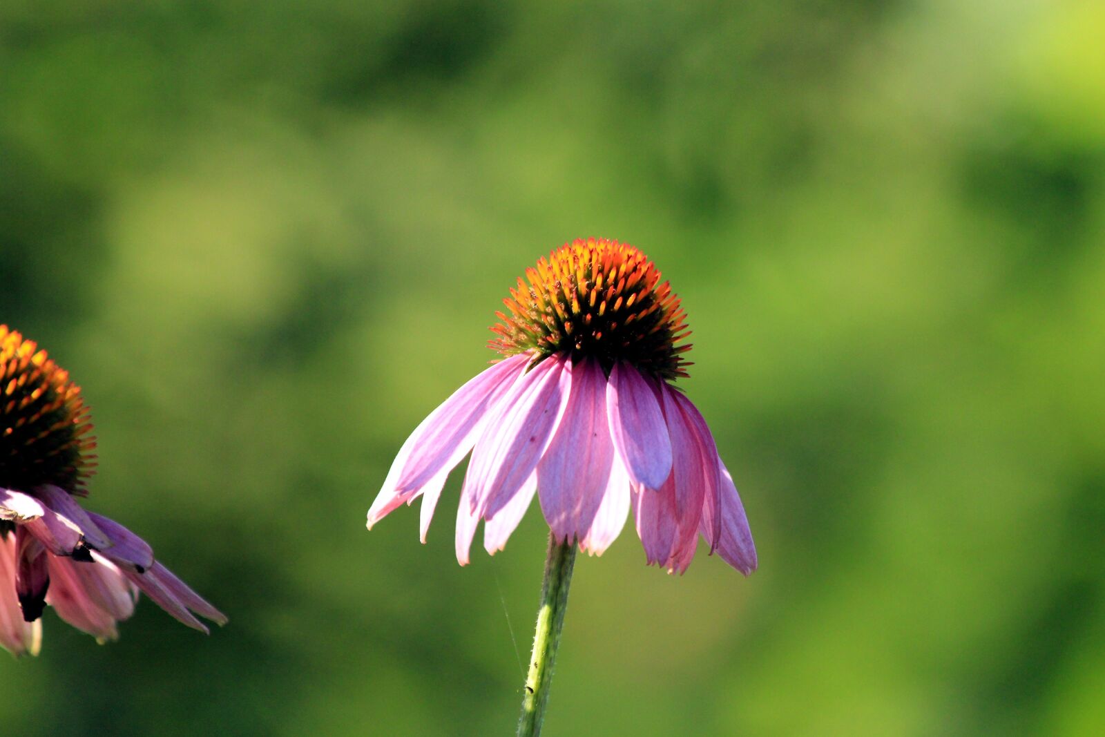 Canon EOS 650D (EOS Rebel T4i / EOS Kiss X6i) sample photo. Echinacea, nature, no one photography