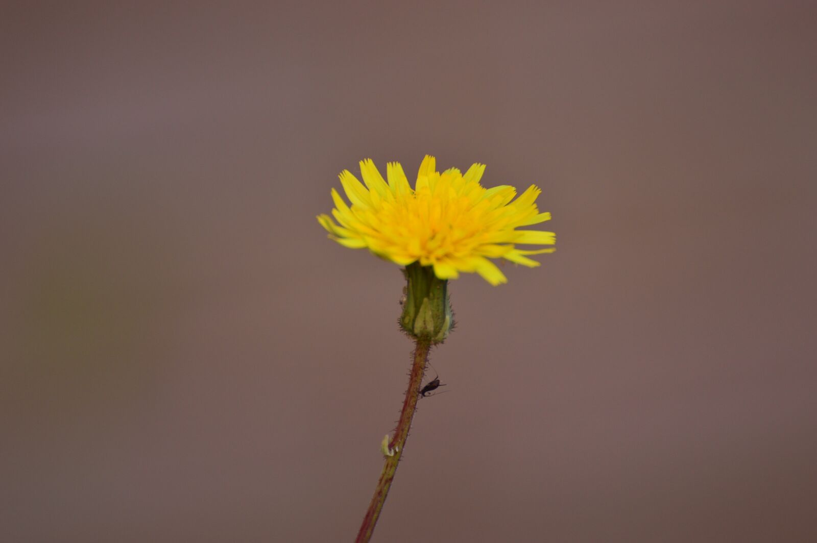 Nikon D3200 sample photo. Dandelion, wild flower, summer photography