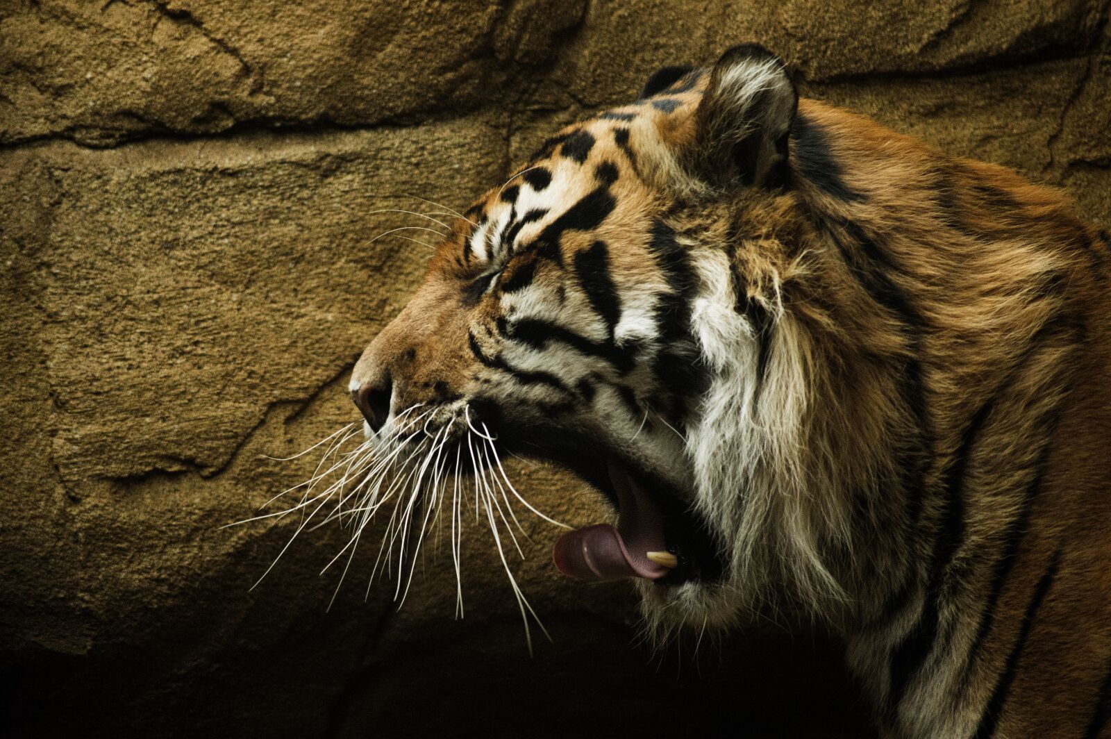 Nikon D3200 sample photo. Tiger, roar, animal photography
