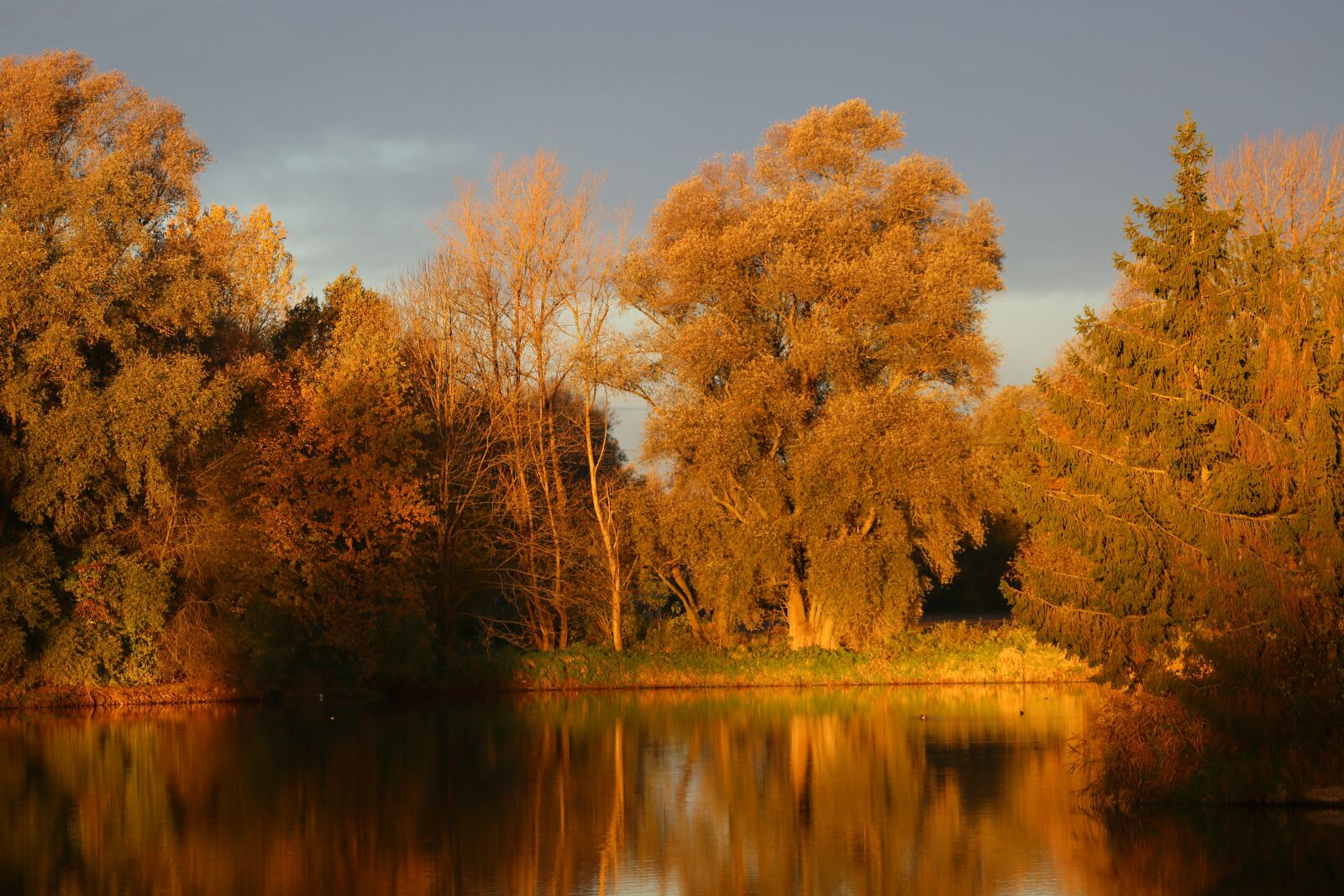 Canon EF 100-400mm F4.5-5.6L IS USM sample photo. Light, evening, trees photography