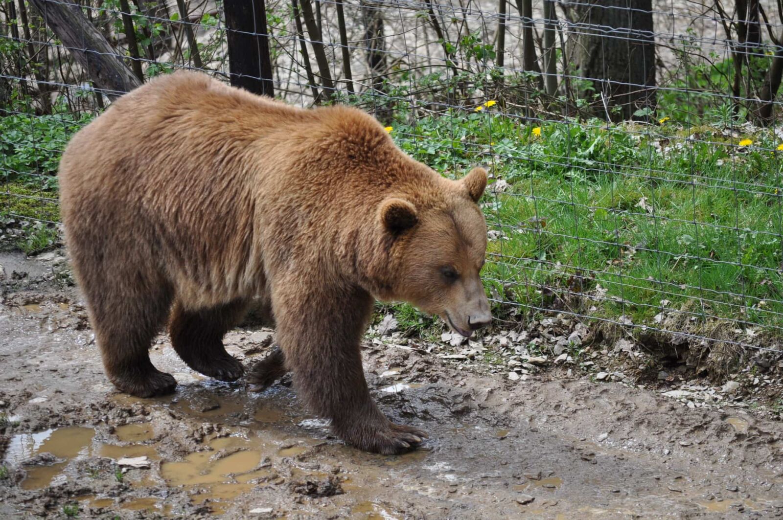 Nikon D5000 sample photo. Brown bear, fence, grizzly photography