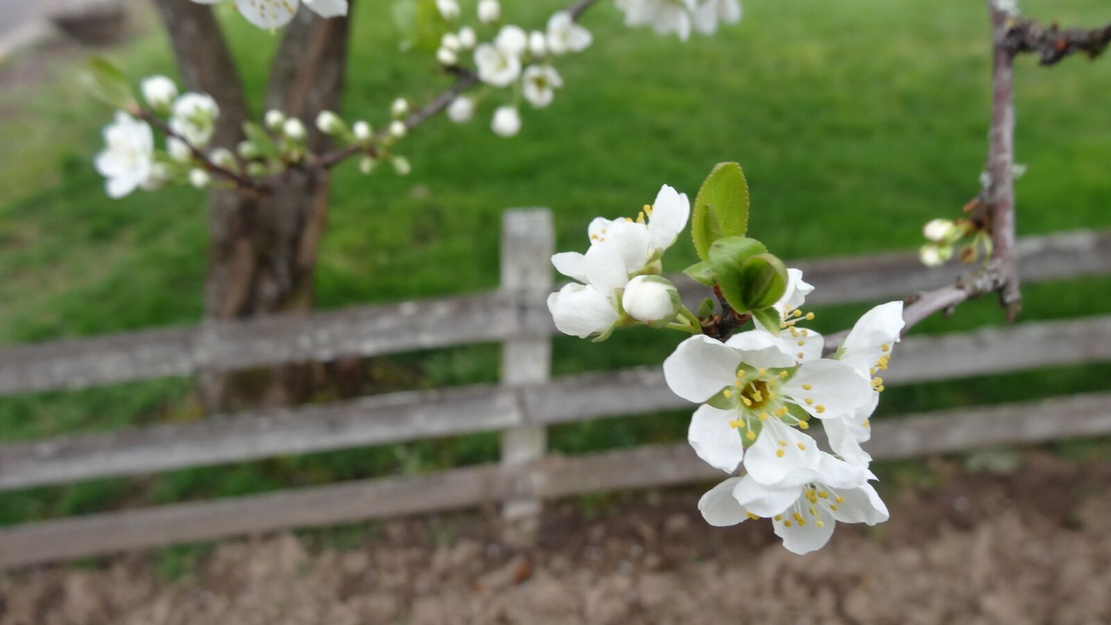 Sony Cyber-shot DSC-HX20V sample photo. Flower, tree, nature photography